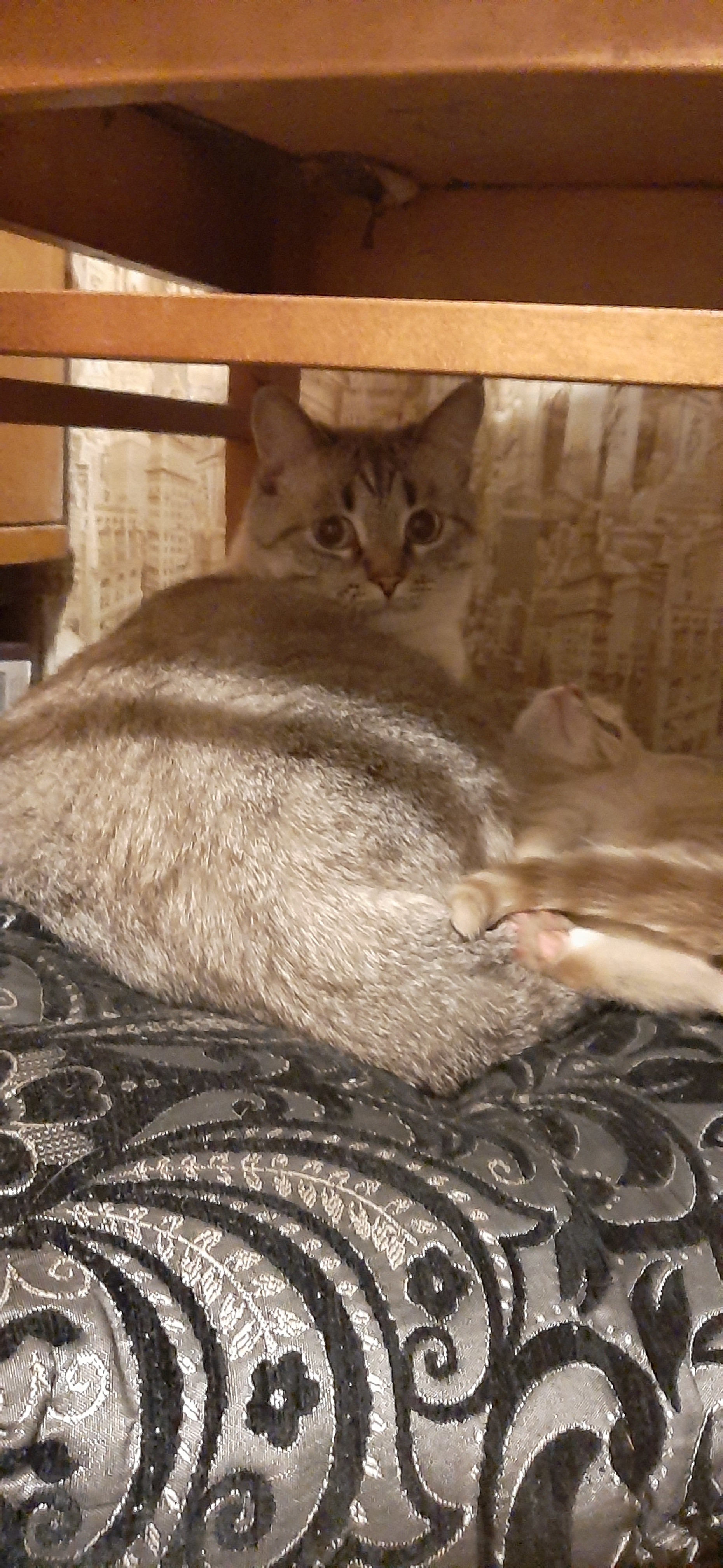 Они размножаются почкованием | Пикабу