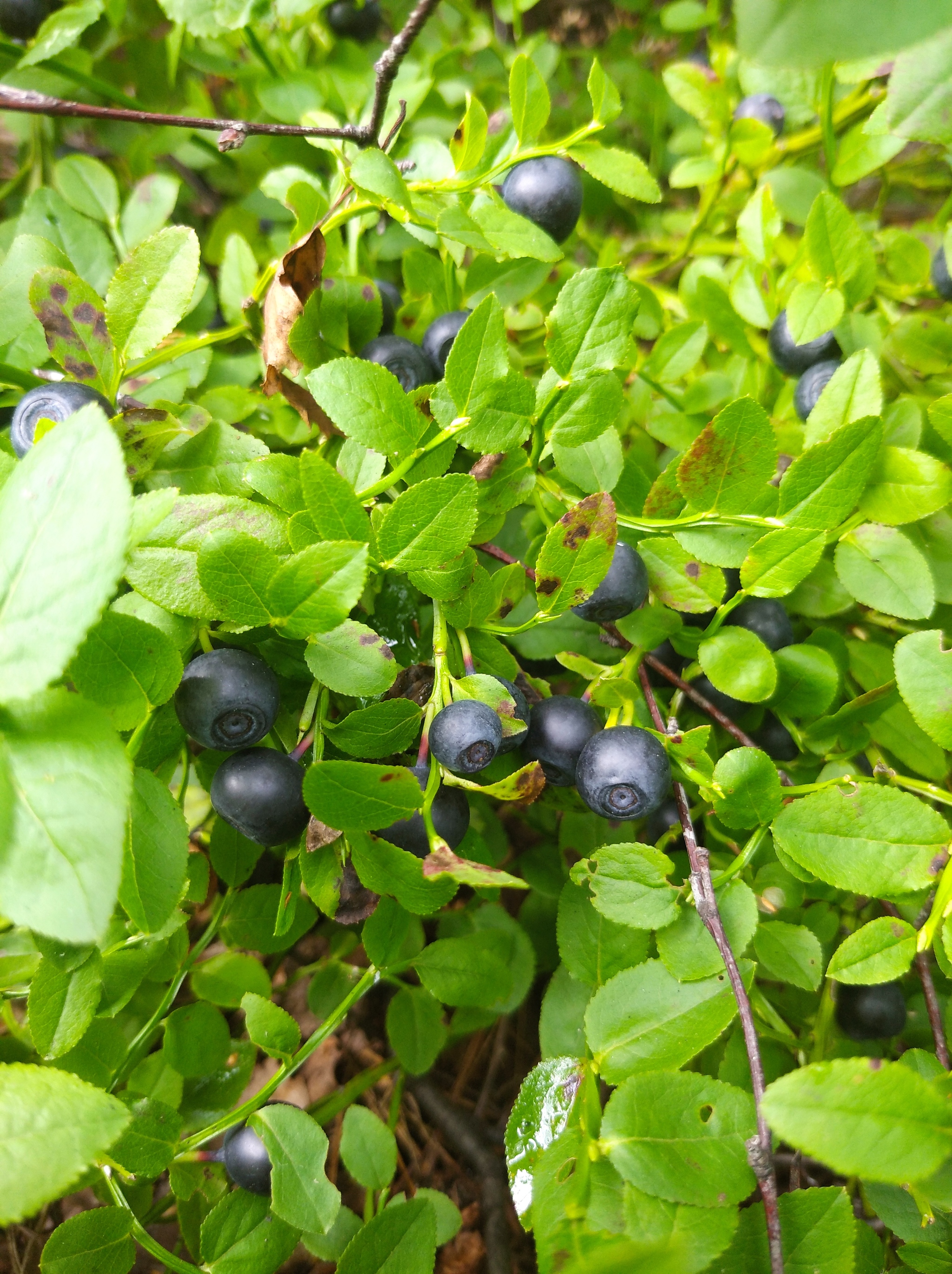 Red Bloody Sunday - My, Summer, Berries, Yummy, Longpost