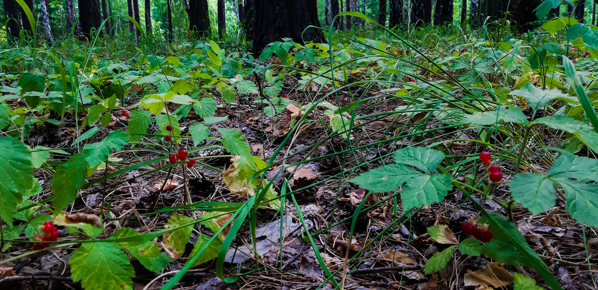 First foray into a forest within the city - My, Mound, Mobile photography, Walk, Nature, beauty of nature, Dragonfly, Beautiful, Longpost