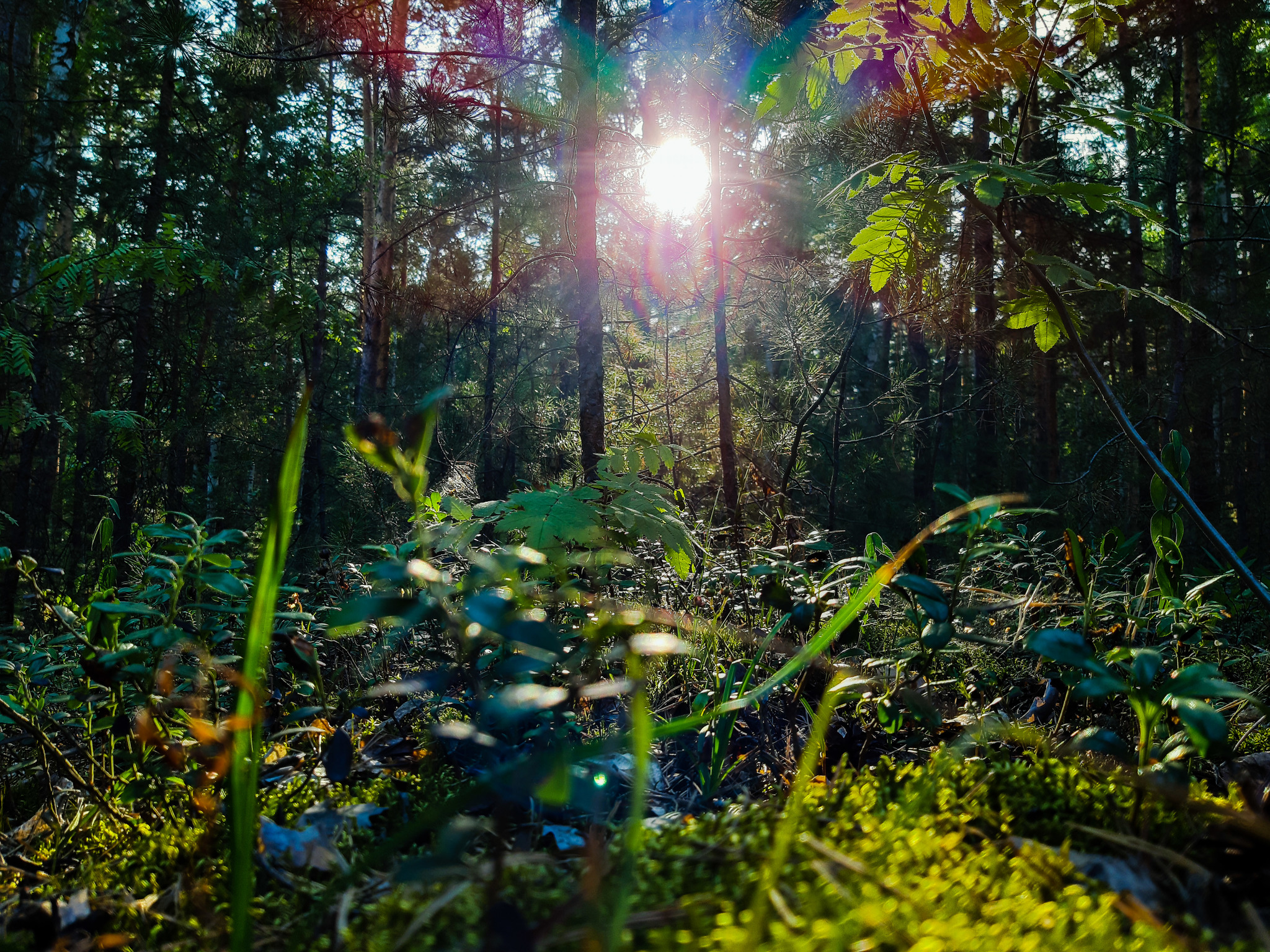 First foray into a forest within the city - My, Mound, Mobile photography, Walk, Nature, beauty of nature, Dragonfly, Beautiful, Longpost