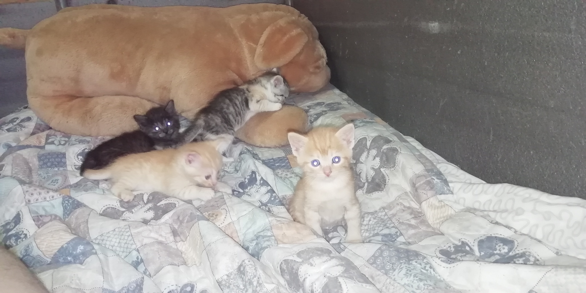 Help me find a home for the kittens - My, Kittens, Mobile photography, Longpost, Video, cat, Help, In good hands