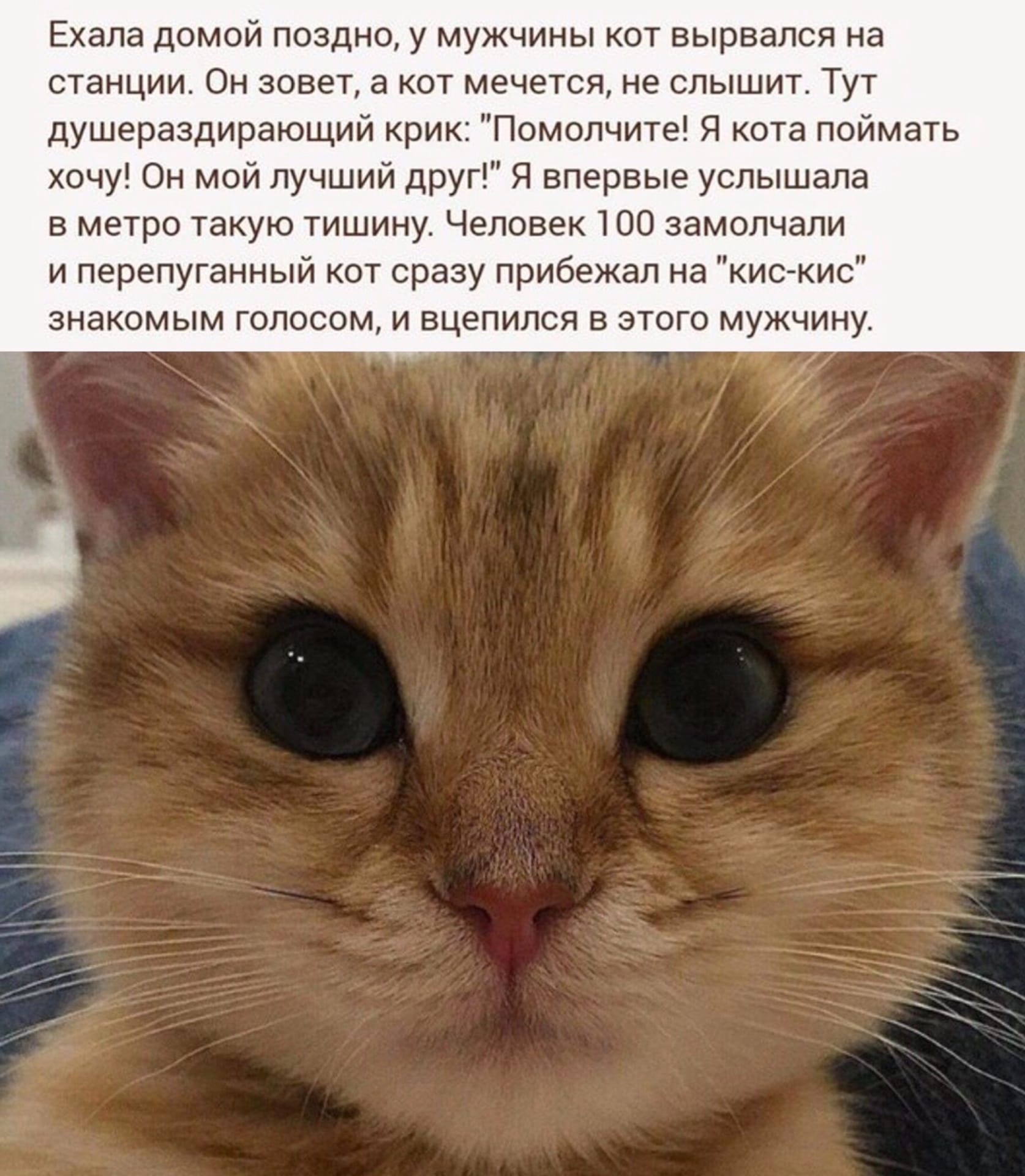 Cat - cat, Picture with text