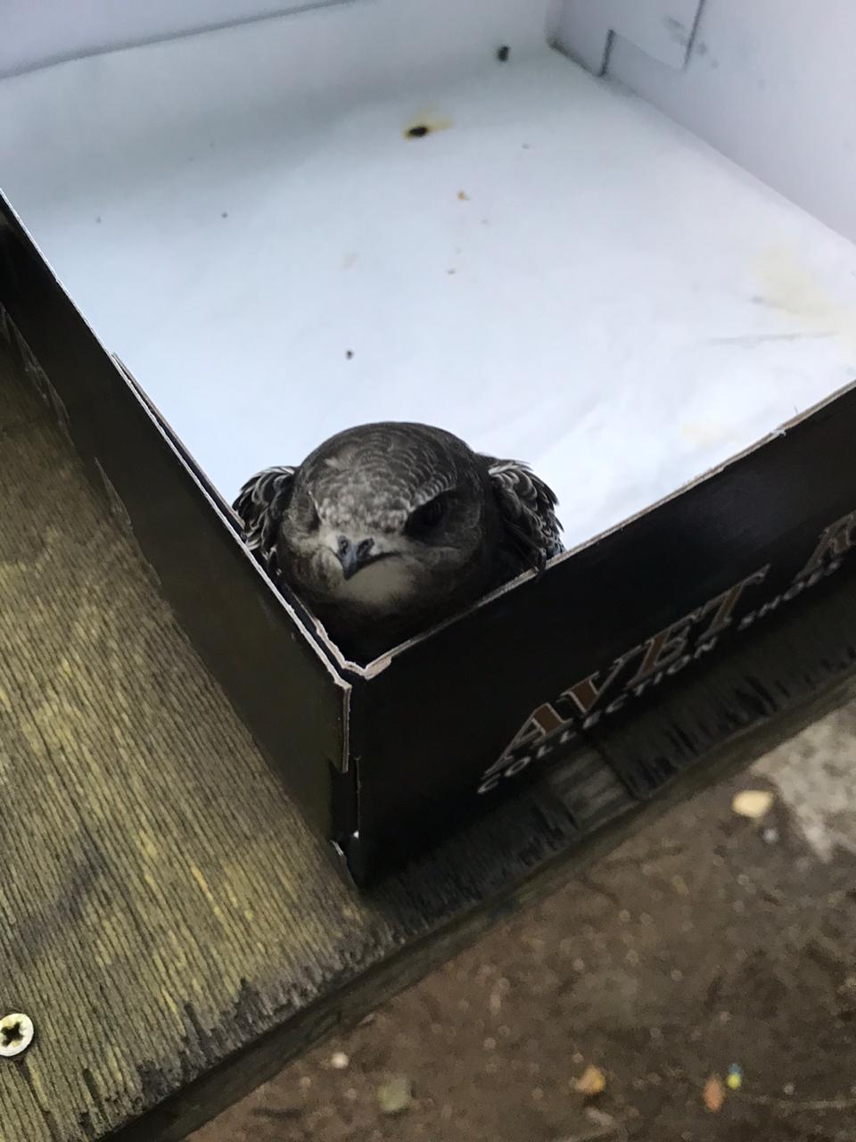 Need help with a bird - My, Bird in the house, Swift, Help, Longpost, Animal Rescue