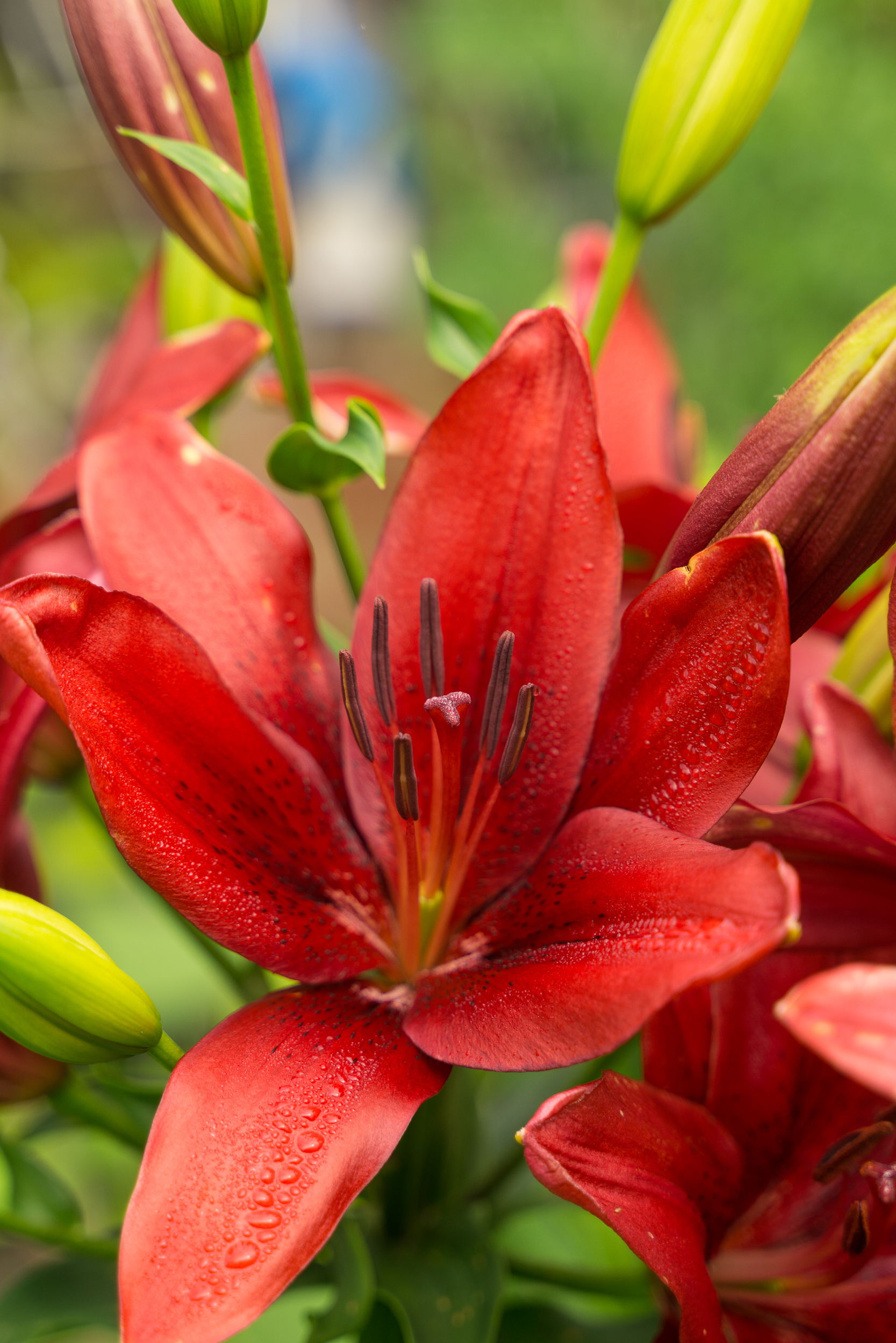 Country lilies, various - My, Lily, Flowers, Dacha, Longpost