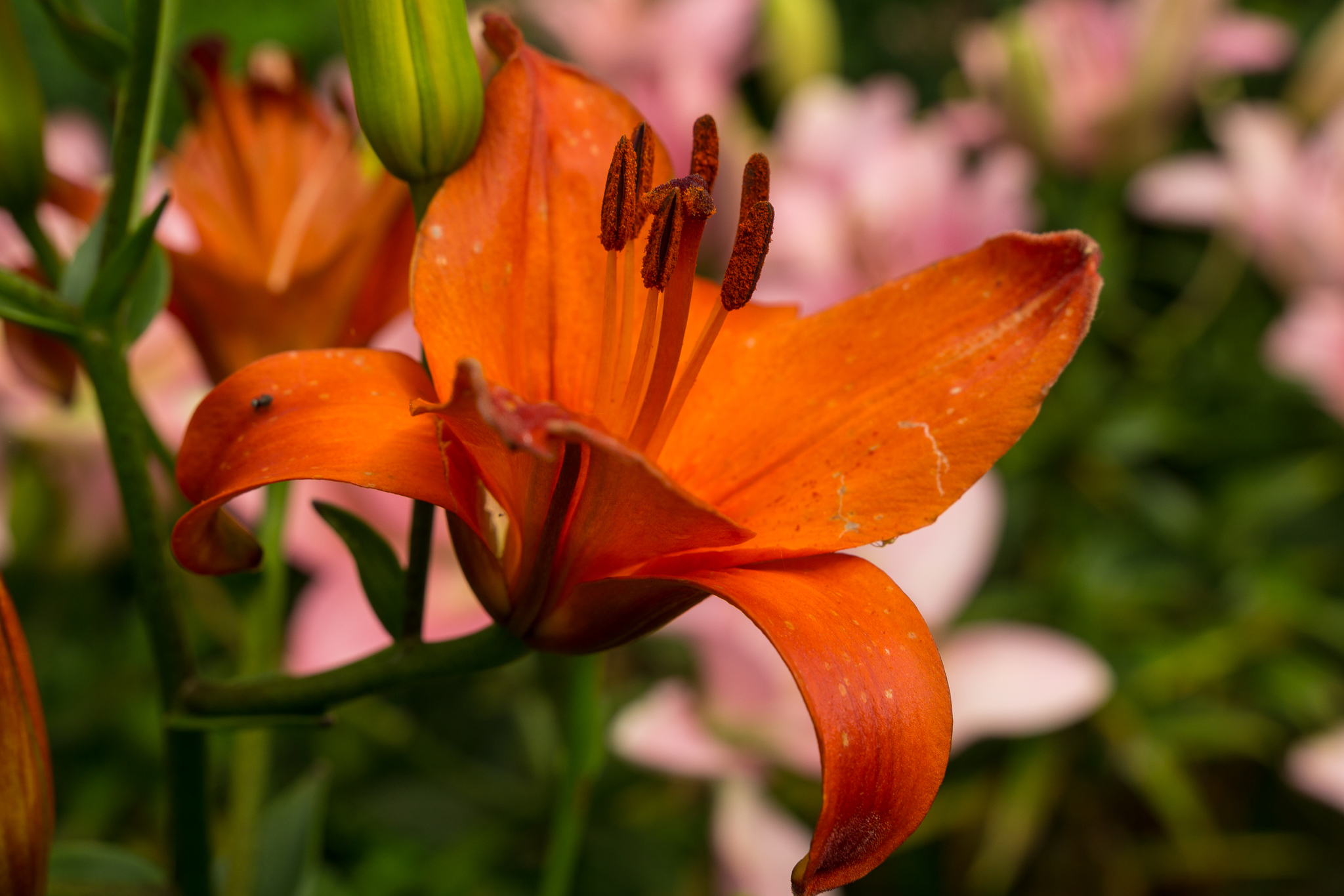 Country lilies, various - My, Lily, Flowers, Dacha, Longpost