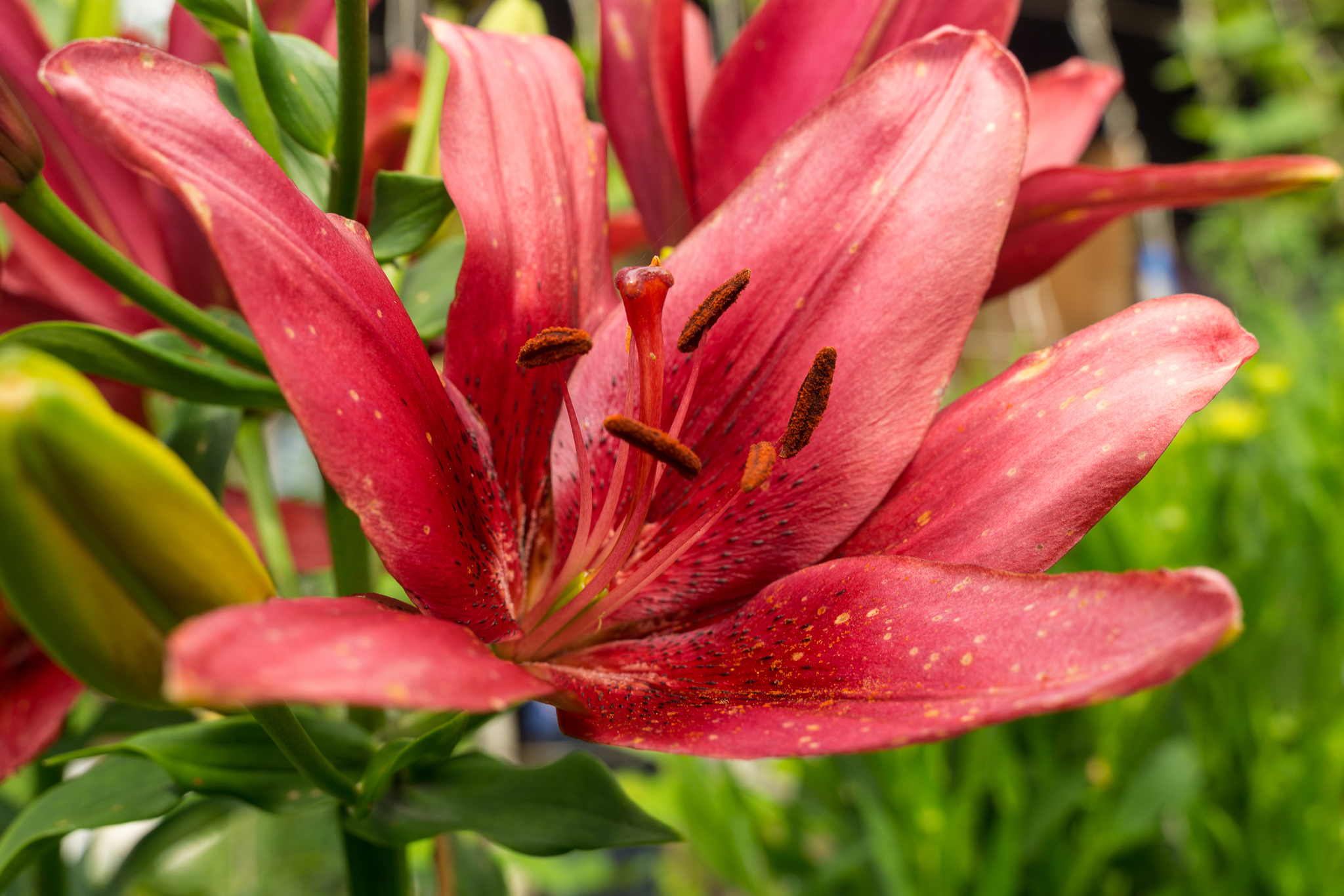 Country lilies, various - My, Lily, Flowers, Dacha, Longpost