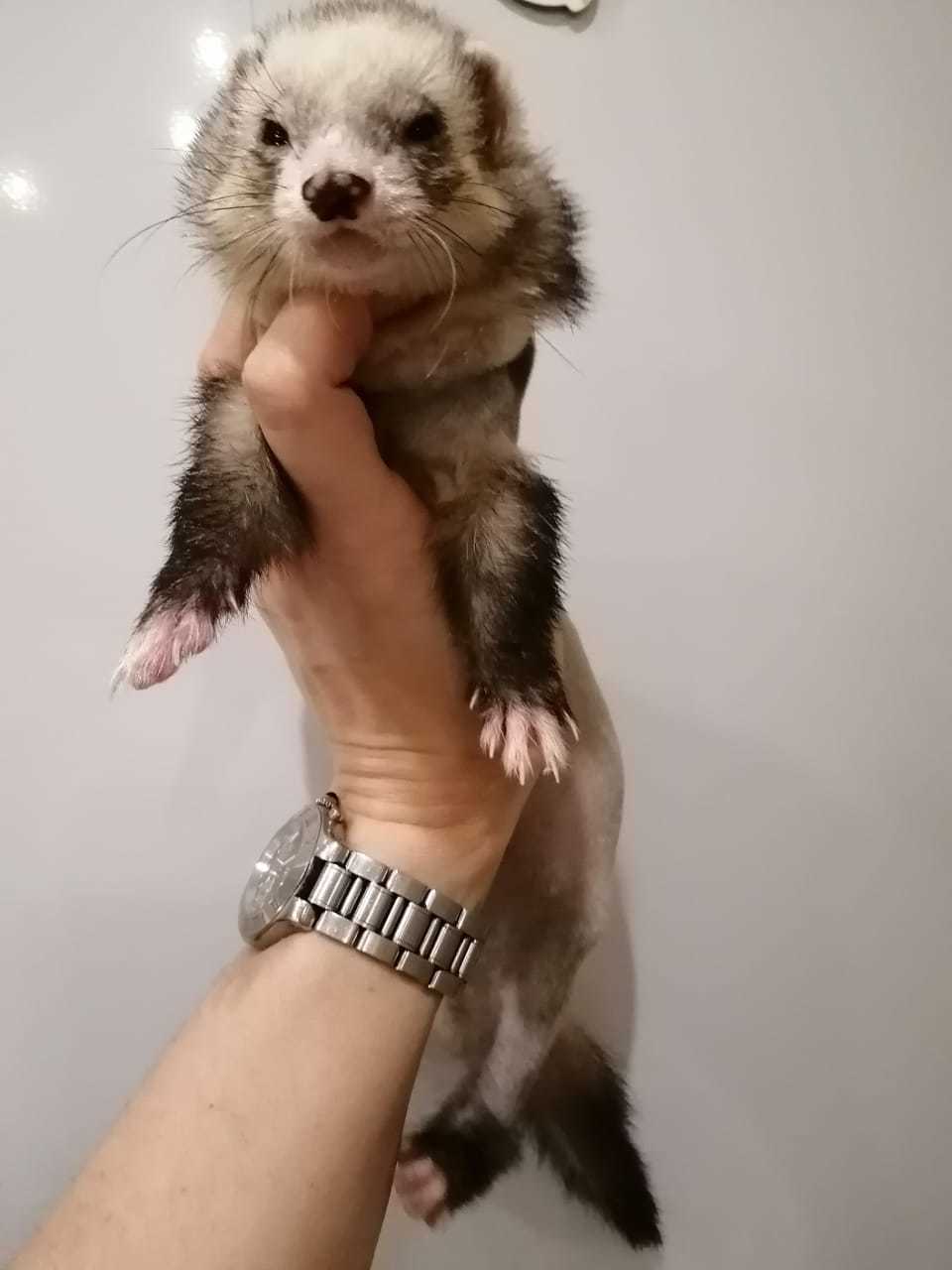 Charming Moon is in good hands! [Taken] - Ferret, Moscow, In good hands, Animal protection, No rating, Longpost, Moscow region