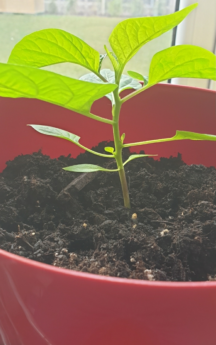 My first pepper season - My, Greenhouse, Chile, Capsaicin, Spicy sauce, Longpost