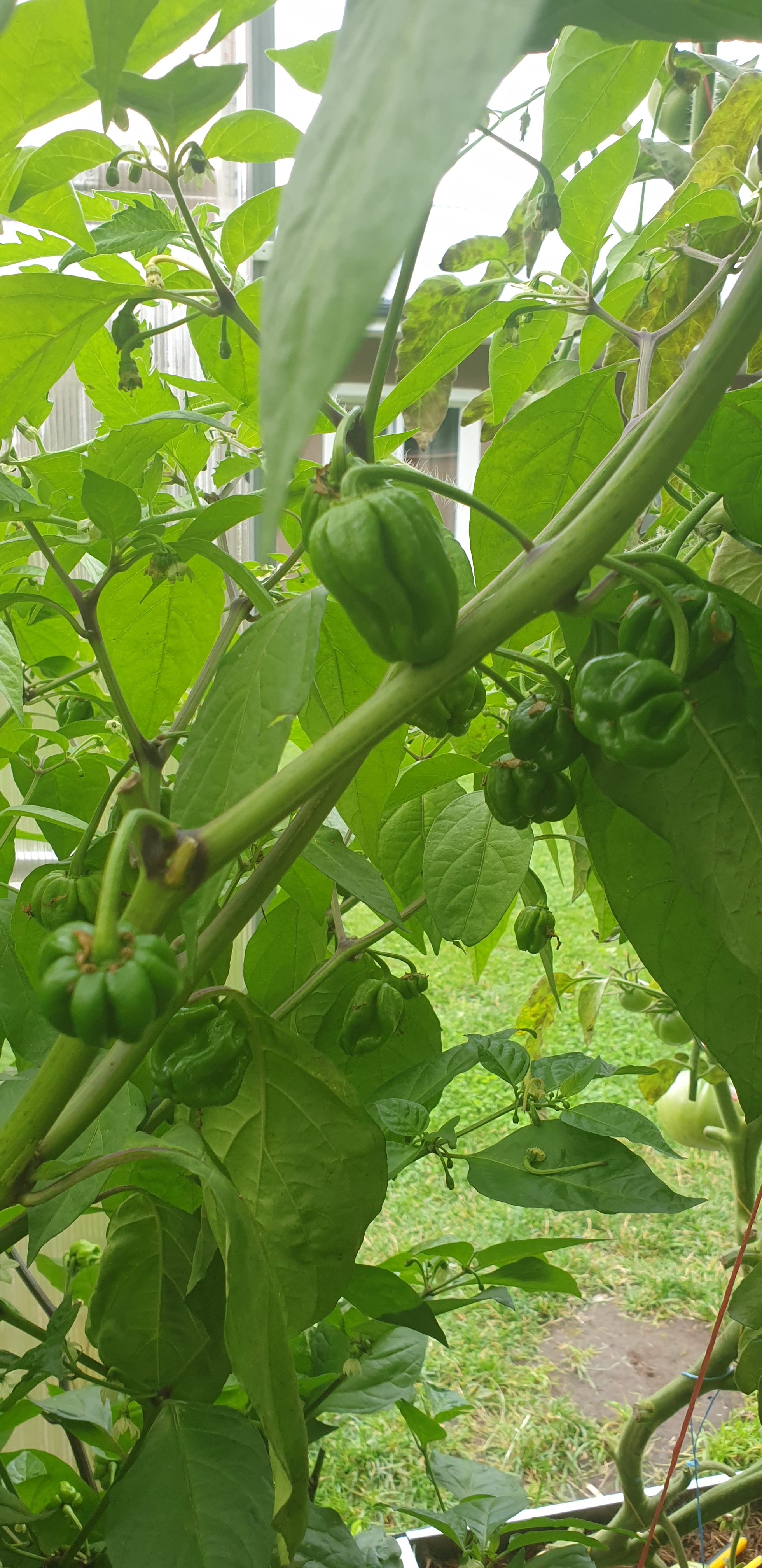 My first pepper season - My, Greenhouse, Chile, Capsaicin, Spicy sauce, Longpost