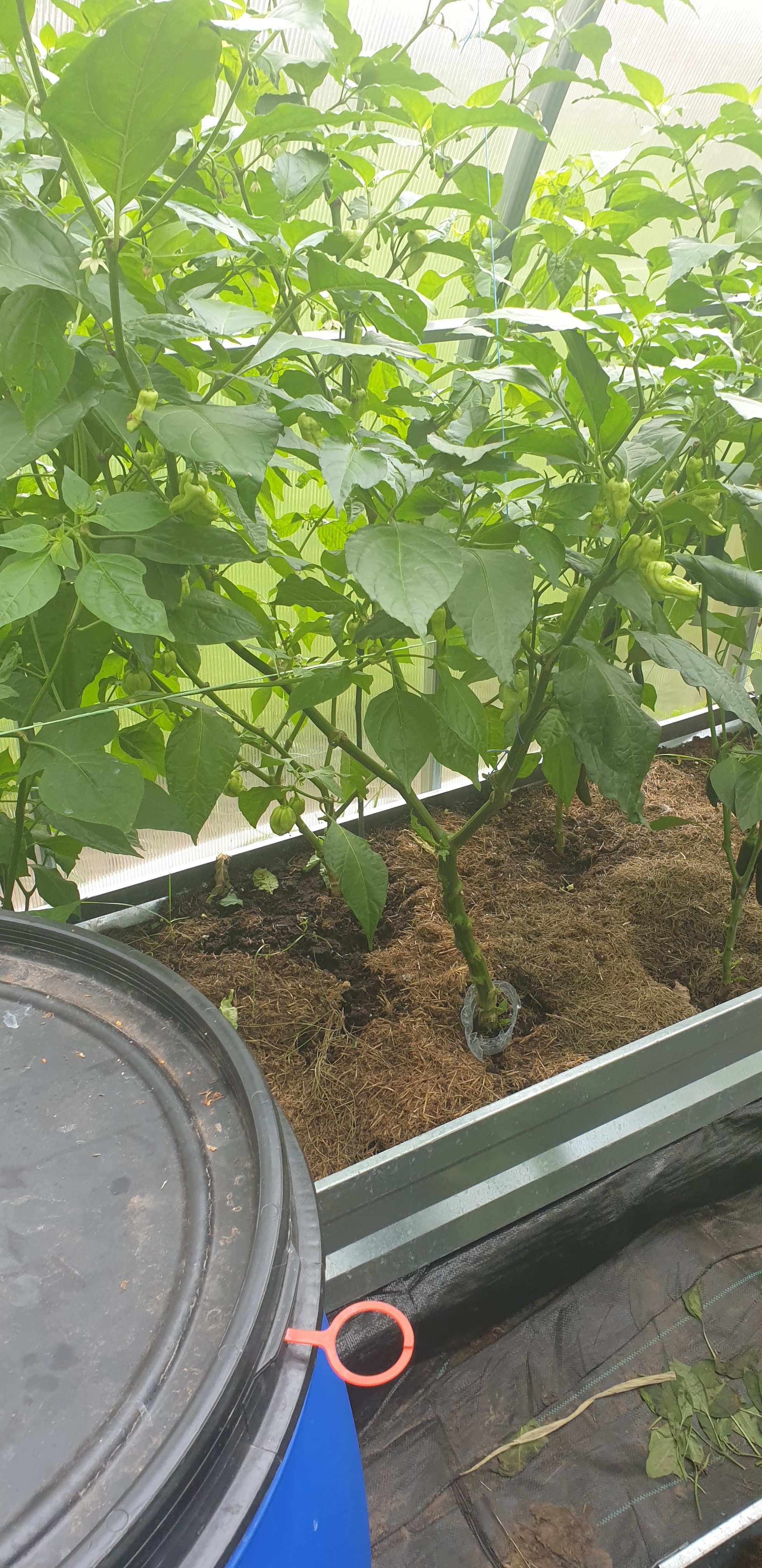 My first pepper season - My, Greenhouse, Chile, Capsaicin, Spicy sauce, Longpost