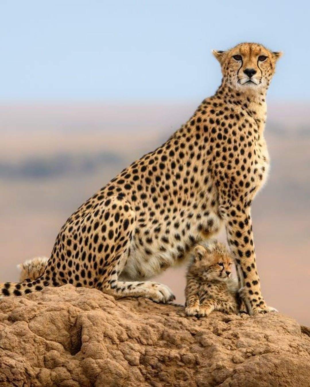 Posture and hairstyle)) - Wild animals, Cheetah, Longpost