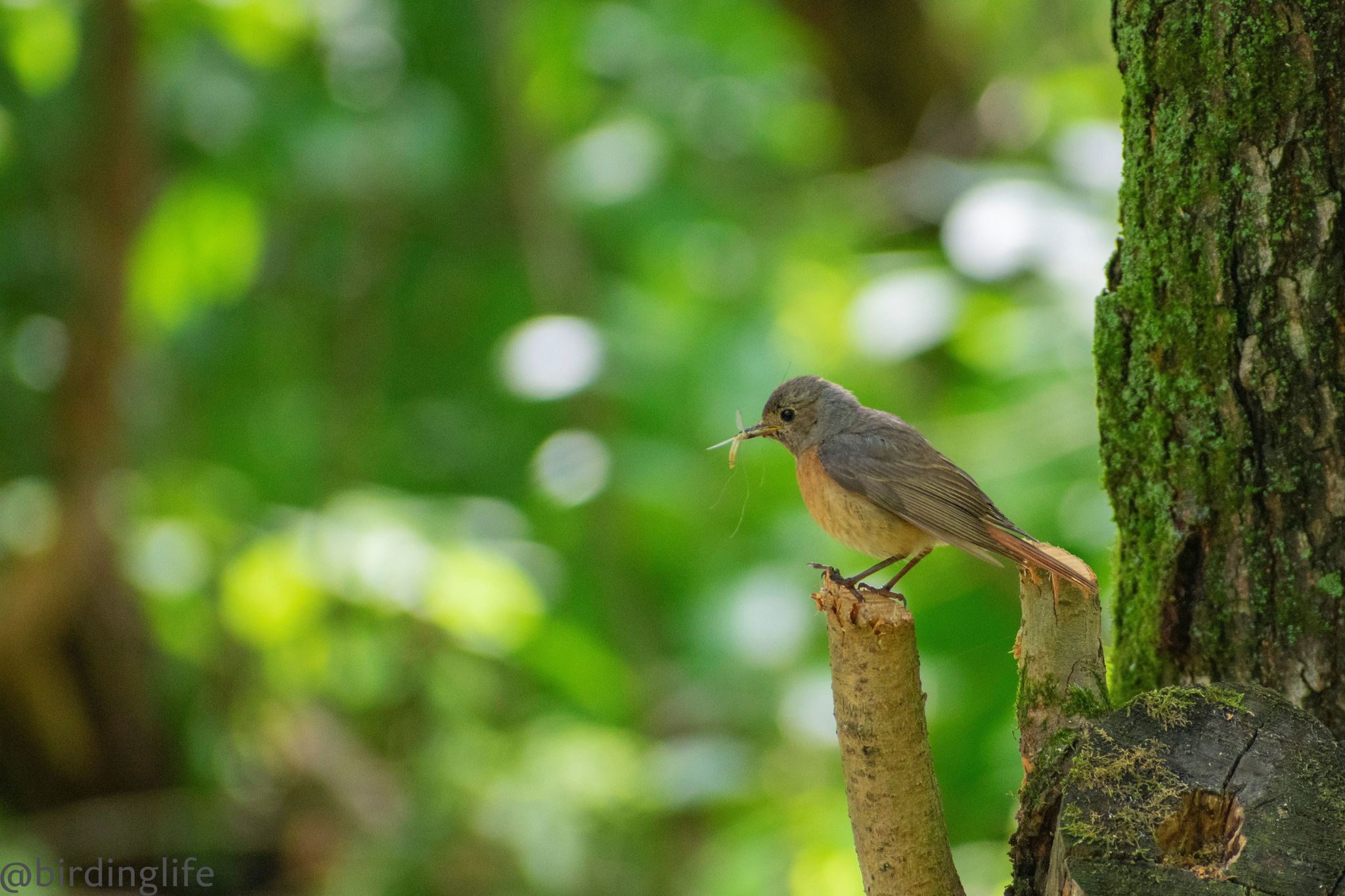 Redstarts: mother and child - My, Ornithology, Biology, Birds, Animals, The photo