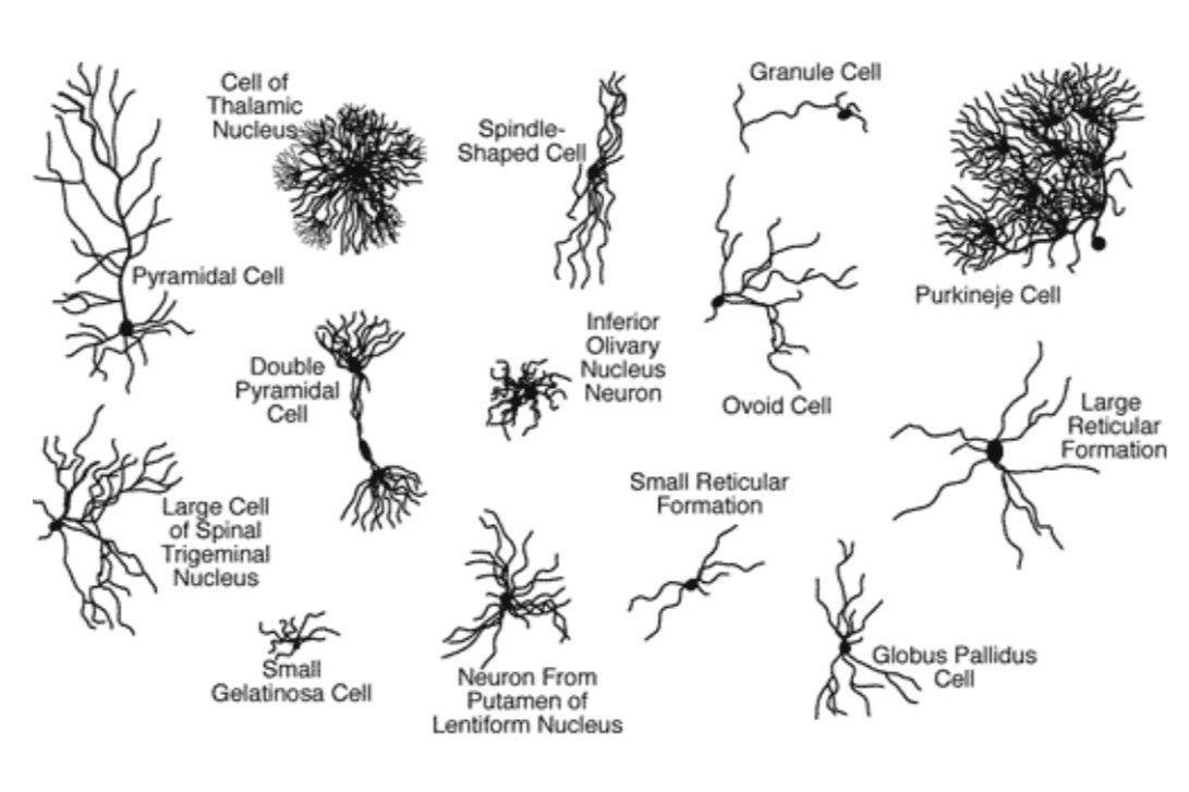 Нейробиология для чайников: нейрон - Моё, Мозг, Нейроны, Познавательно, Наука, Длиннопост