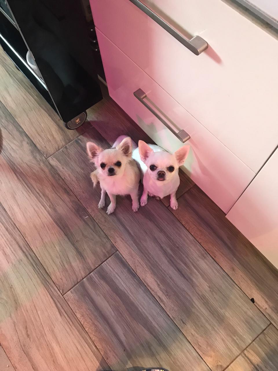 When you cut the chicken - My, Chihuahua, Dog