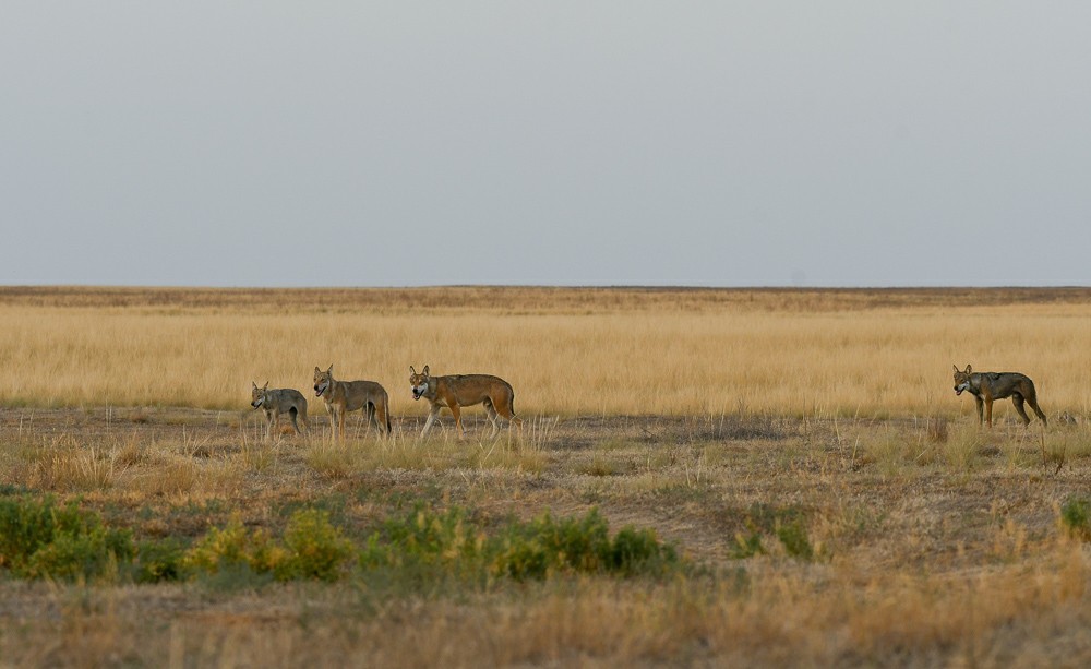 Reserve Stepnoy. Date with Wolves - Artur Murzakhanov, Reserves and sanctuaries, Wolf, Longpost