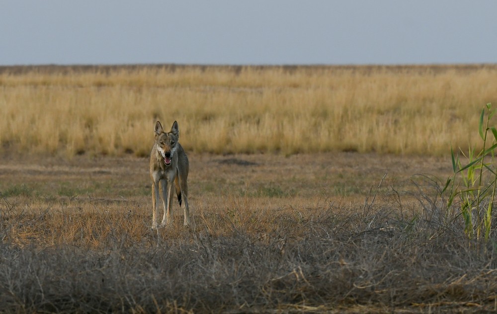 Reserve Stepnoy. Date with Wolves - Artur Murzakhanov, Reserves and sanctuaries, Wolf, Longpost