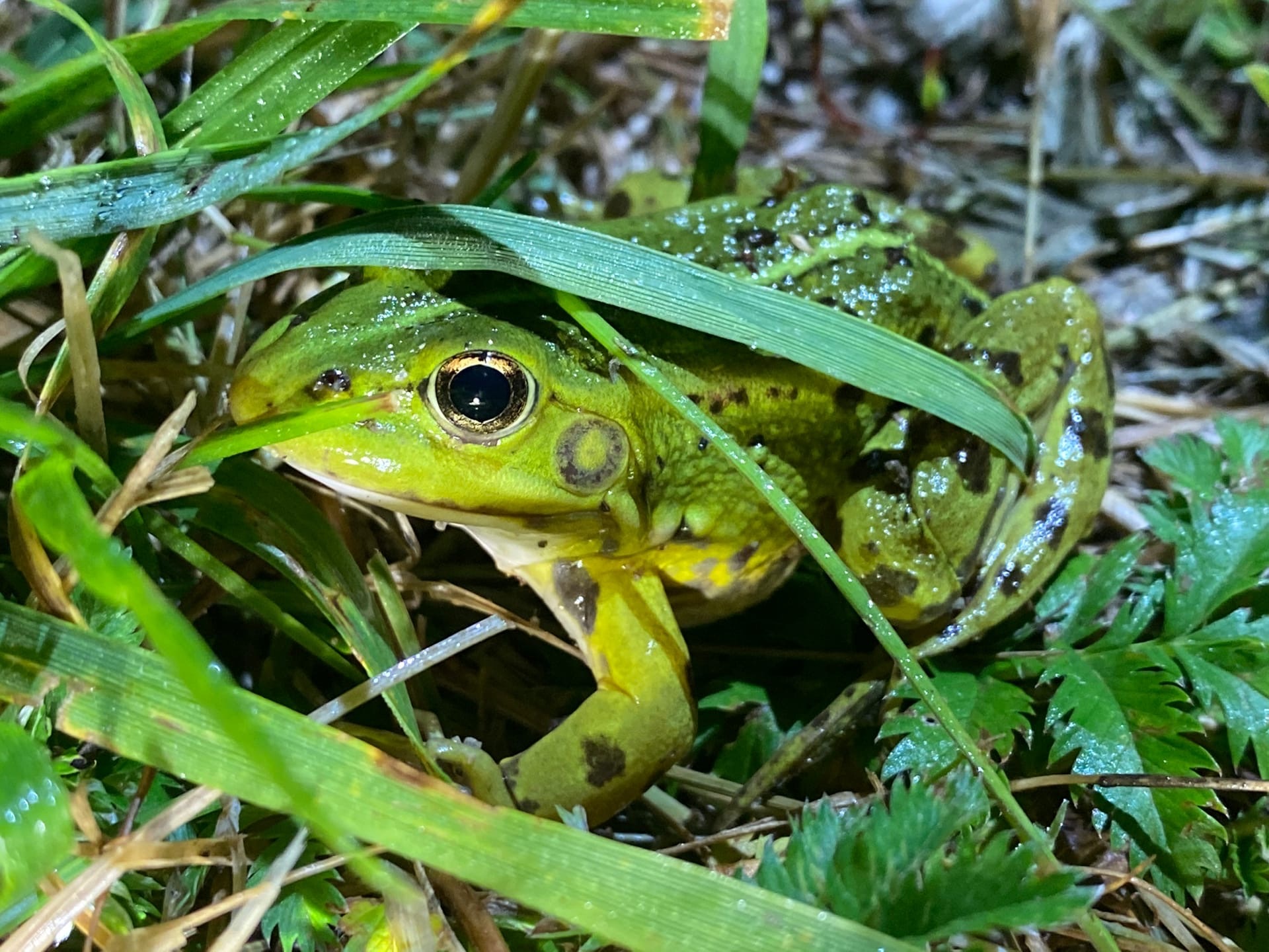 frogs - My, Toad, Frogs, Republic of Belarus, Braslav Lakes, Longpost