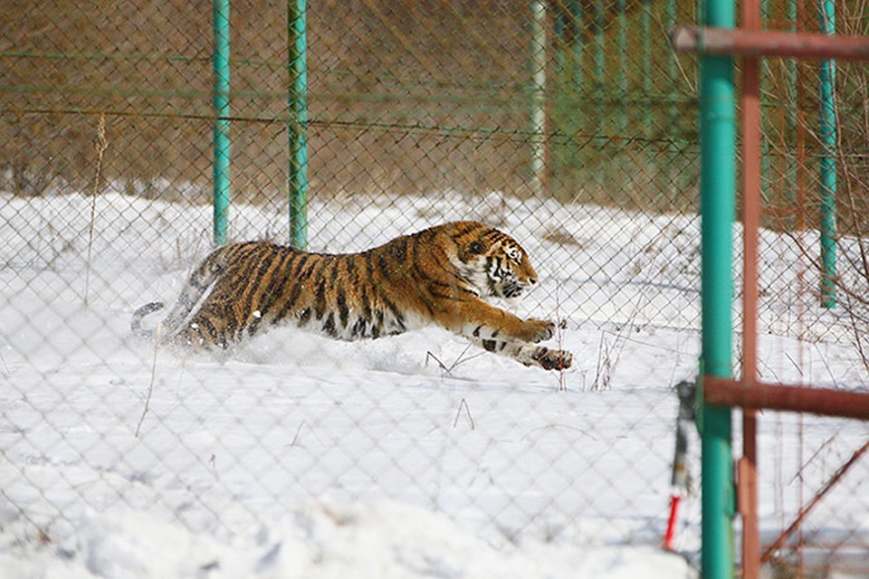 Amur tigers: when cubs suffer - My, Tiger, Animals, Wild animals, Longpost, Life stories, cat