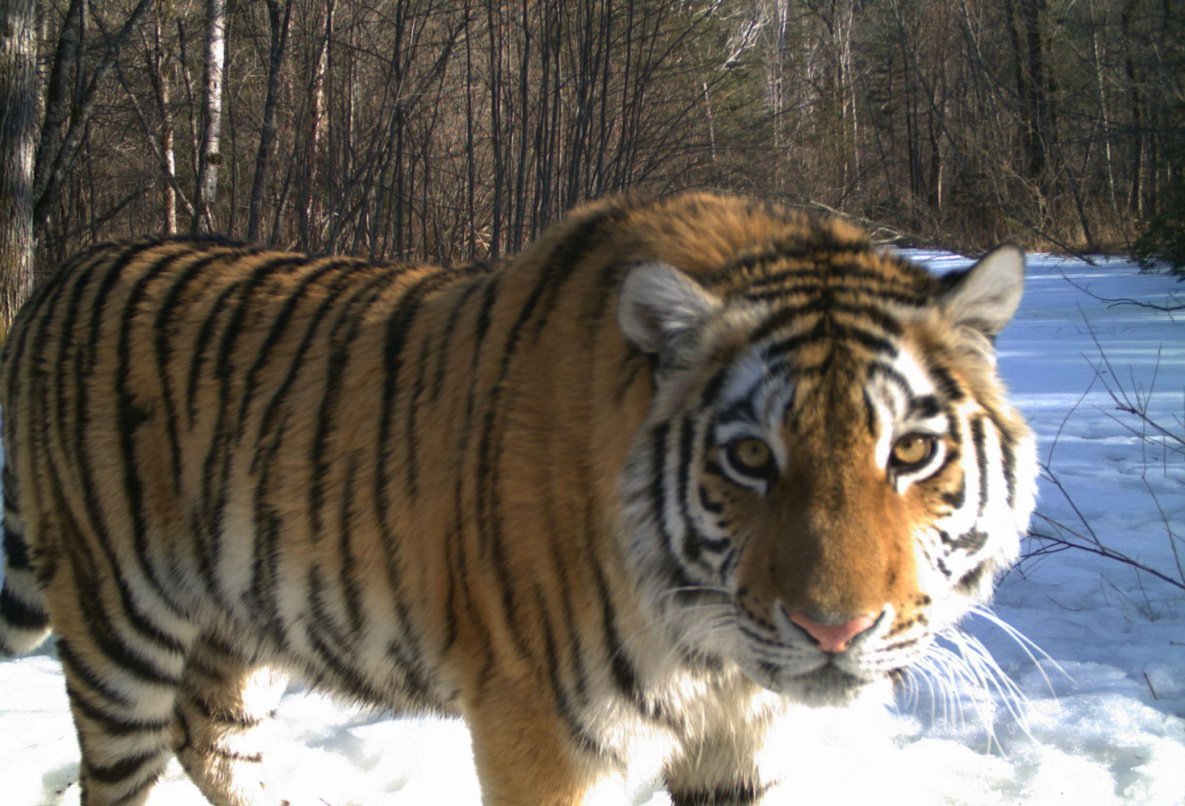 Amur tigers: when cubs suffer - My, Tiger, Animals, Wild animals, Longpost, Life stories, cat