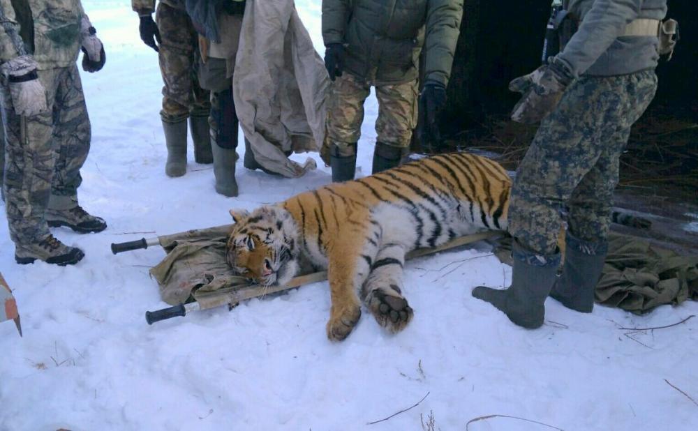 Amur tigers: when cubs suffer - My, Tiger, Animals, Wild animals, Longpost, Life stories, cat