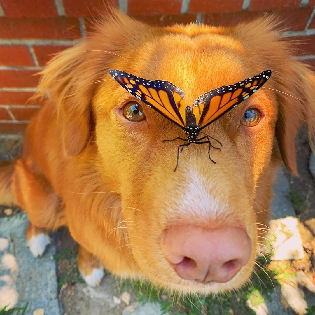 Ретривер из Калифорнии подружился с роскошными бабочками. У него даже есть  венок из цветов, на который они садятся | Пикабу