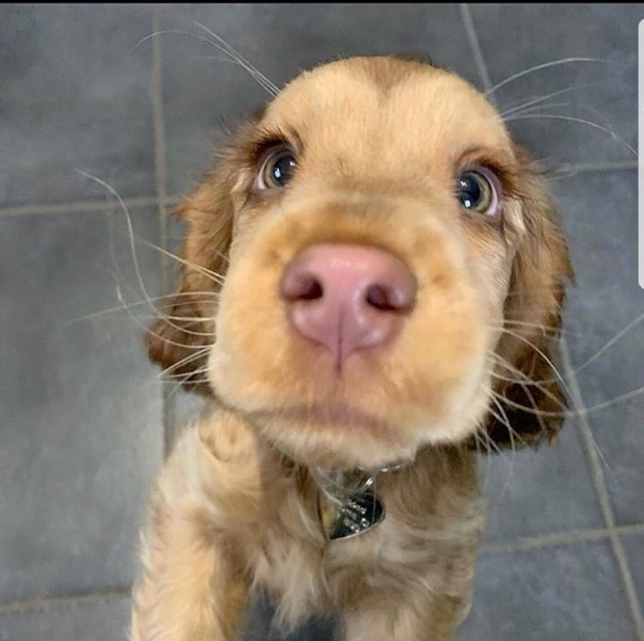 This beautiful look - Dog, Sight, Cocker Spaniel, Milota, Longpost