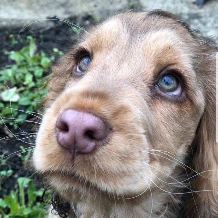 This beautiful look - Dog, Sight, Cocker Spaniel, Milota, Longpost