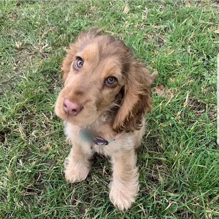 This beautiful look - Dog, Sight, Cocker Spaniel, Milota, Longpost