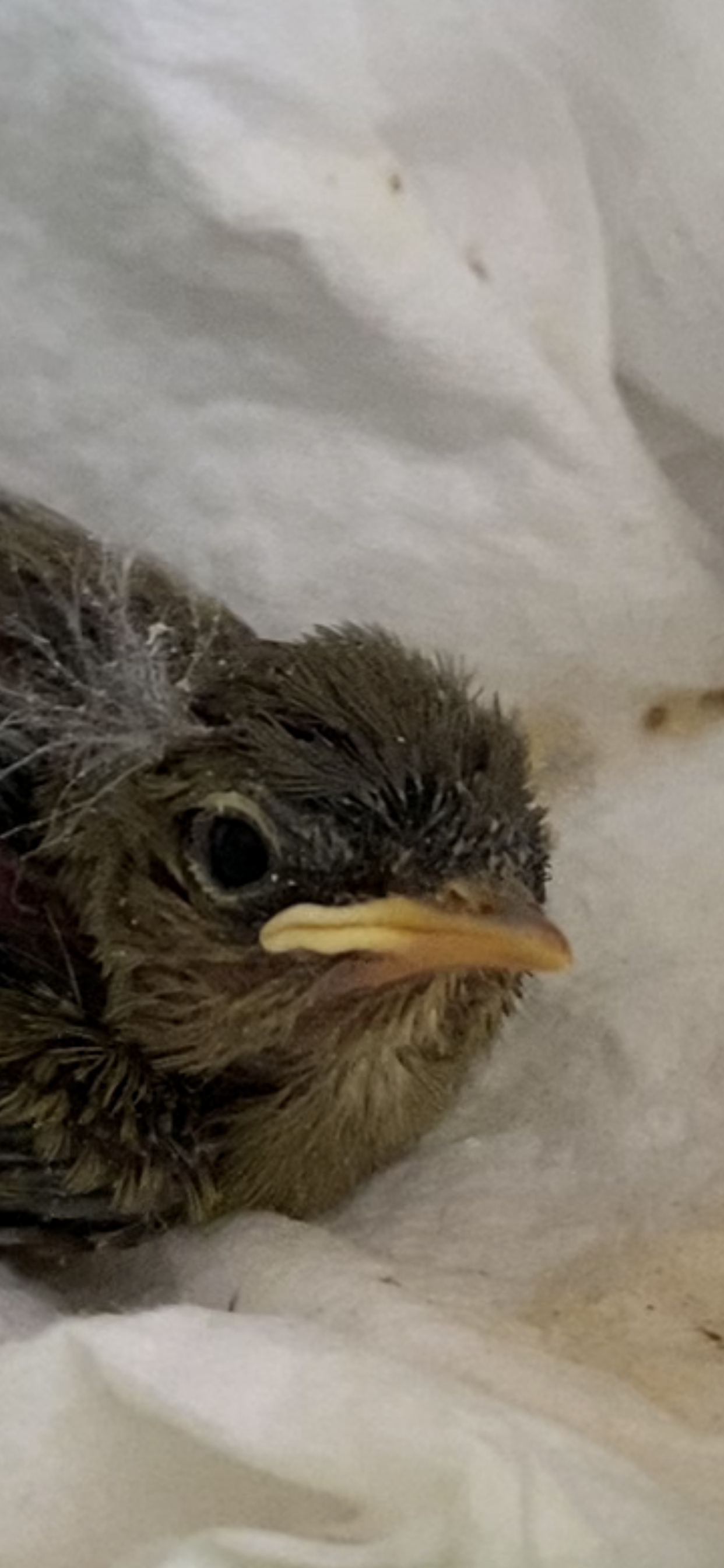 5 days have passed. Found chick - My, Chick, Foundling, Insectivores, Longpost