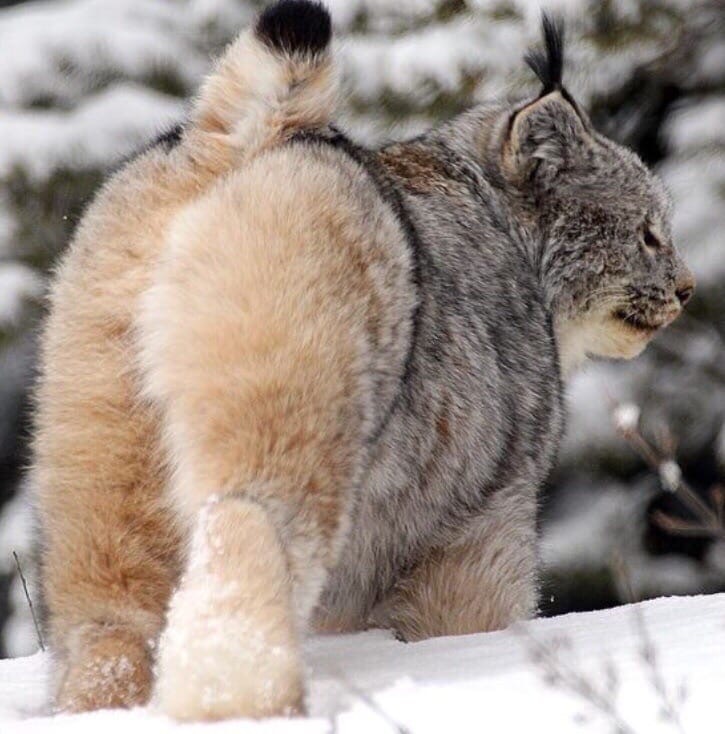 Lynx is also a lynx - Lynx, cat, Longpost