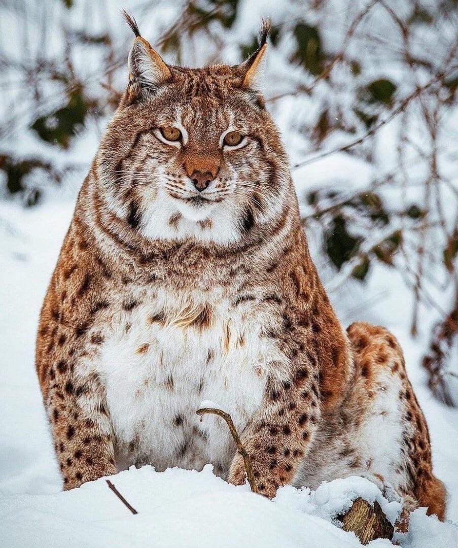 Lynx is also a lynx - Lynx, cat, Longpost