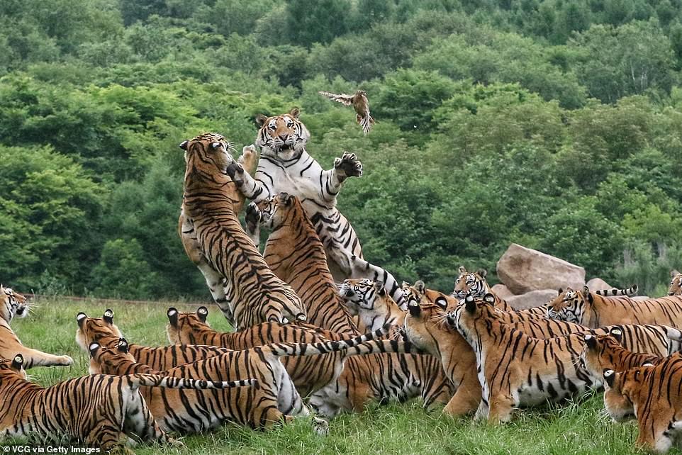 Tigers and bird - Tiger, Birds, Longpost, Big cats, Wild animals, The photo, China