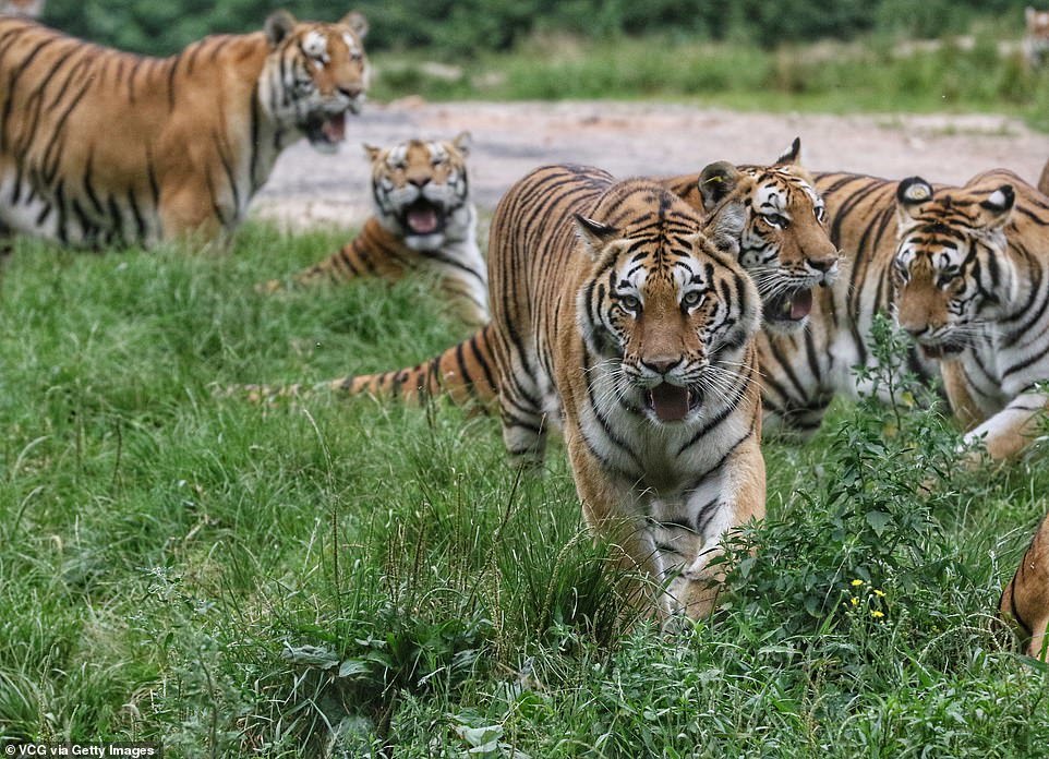 Tigers and bird - Tiger, Birds, Longpost, Big cats, Wild animals, The photo, China