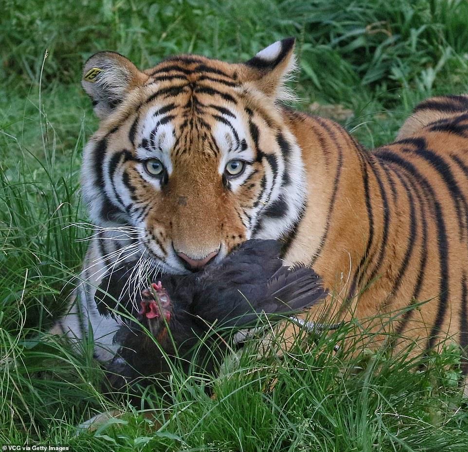 Тигры и птичка | Пикабу