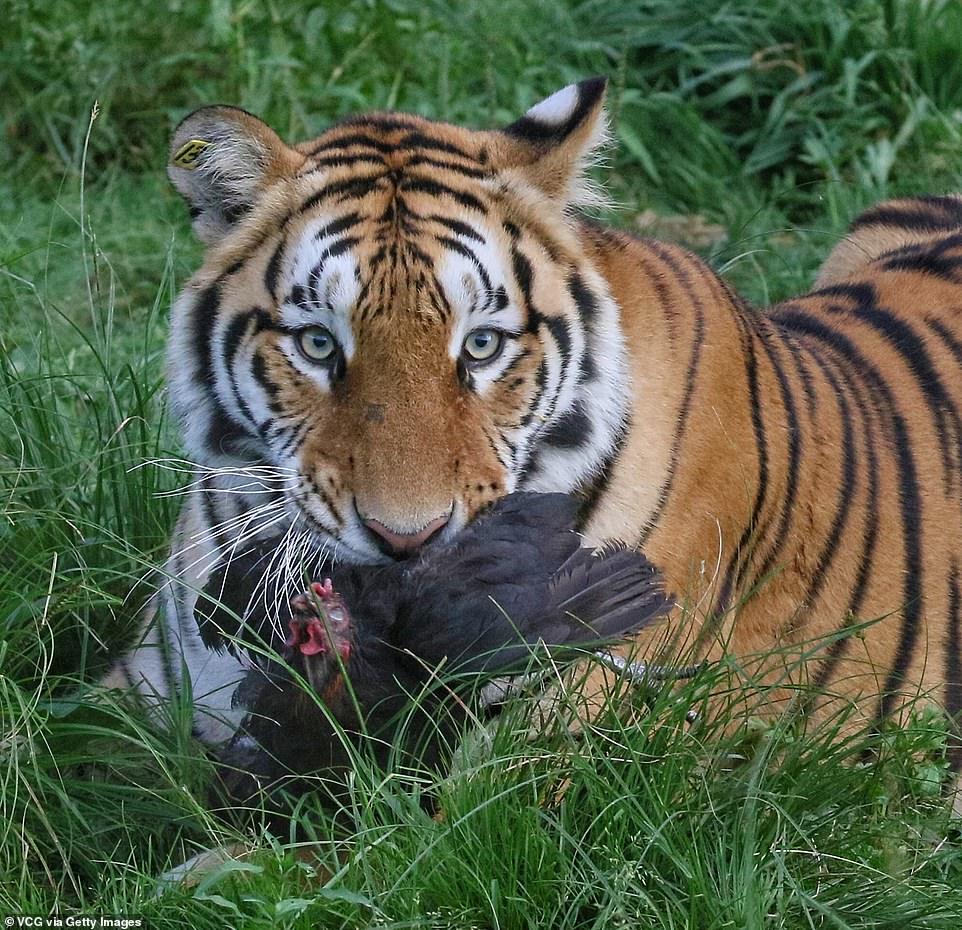 Tigers and bird - Tiger, Birds, Longpost, Big cats, Wild animals, The photo, China