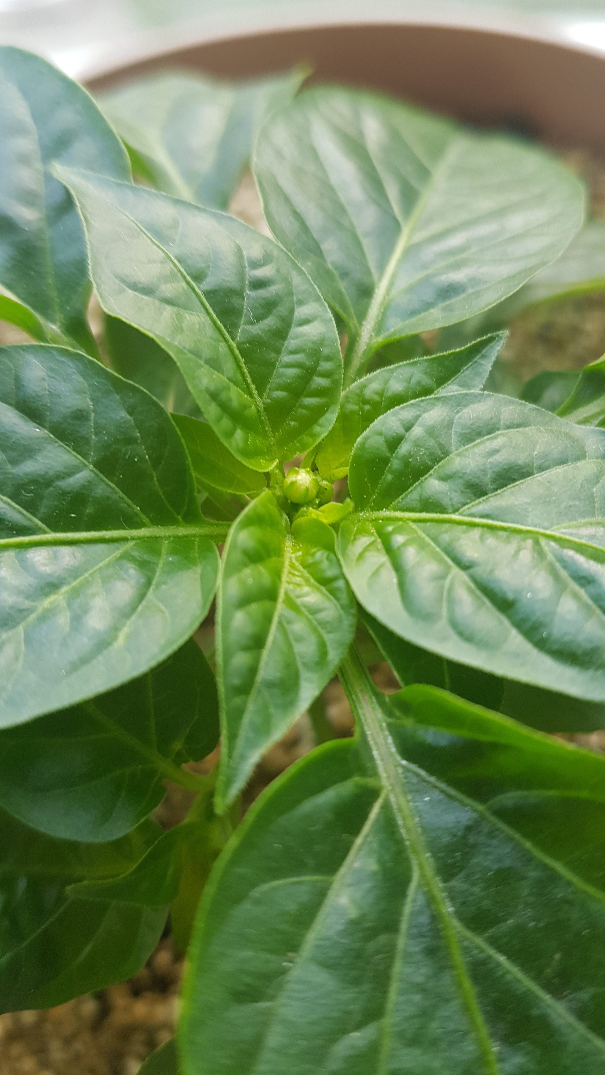 Continuation of a story - My, Hot peppers, Hobby, Longpost