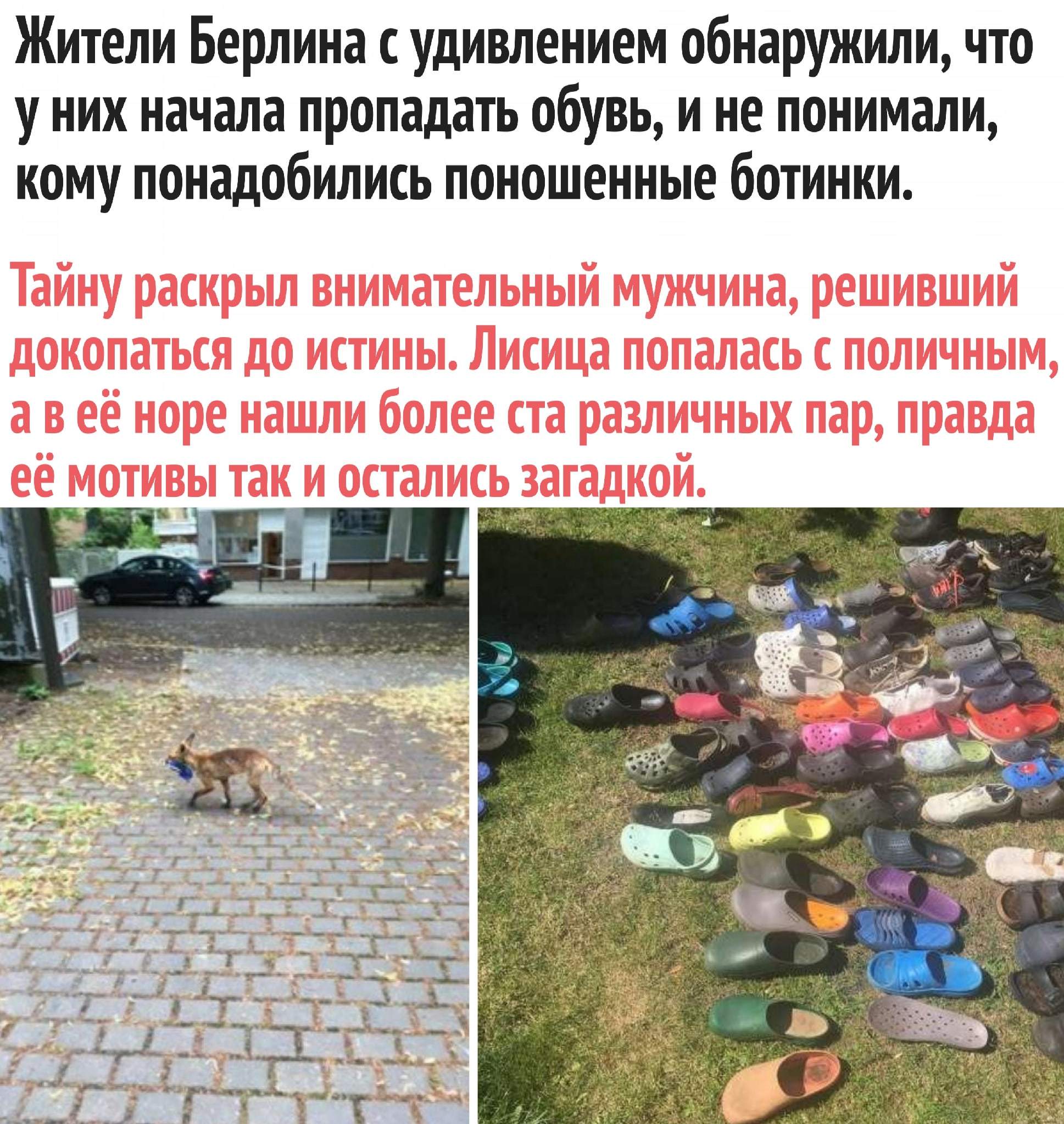 Тапочки на четыре лапочки) | Пикабу