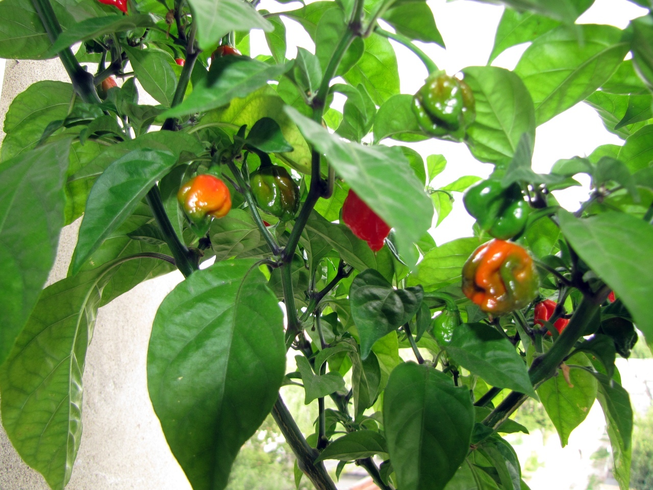 Coconut hydroponics. Hot peppers. Season 2020. No. 5. FINISH! - My, Pepper, Hot peppers, Pepper farming, Vegetable garden on the windowsill, Longpost