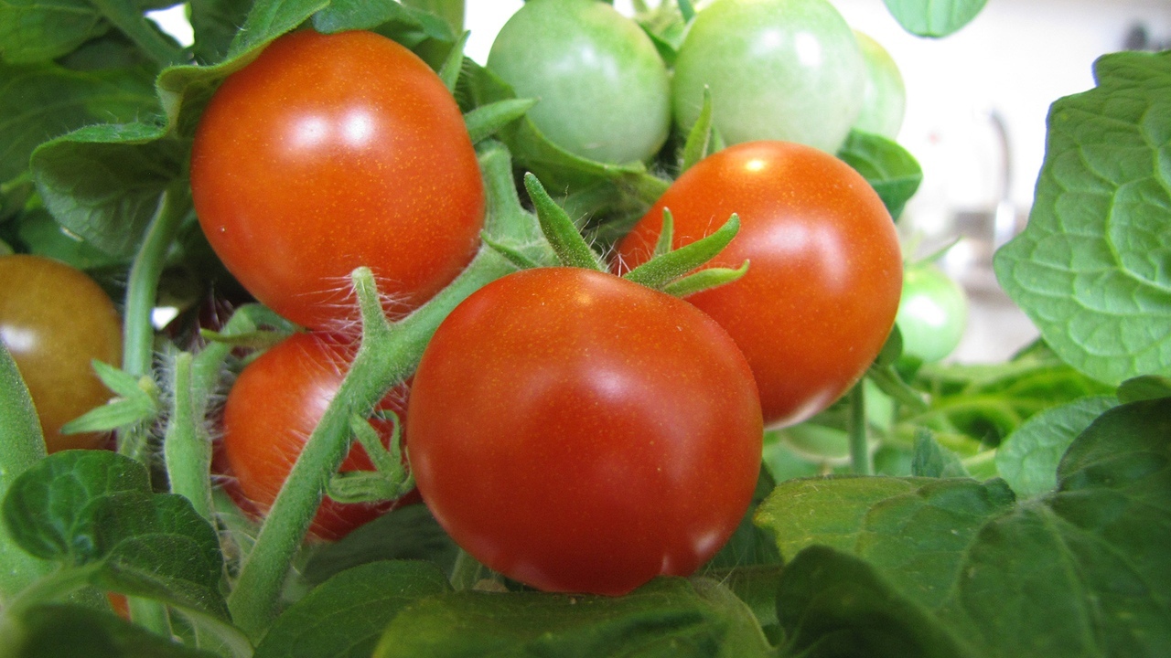 Coconut hydroponics. Hot peppers. Season 2020. No. 5. FINISH! - My, Pepper, Hot peppers, Pepper farming, Vegetable garden on the windowsill, Longpost