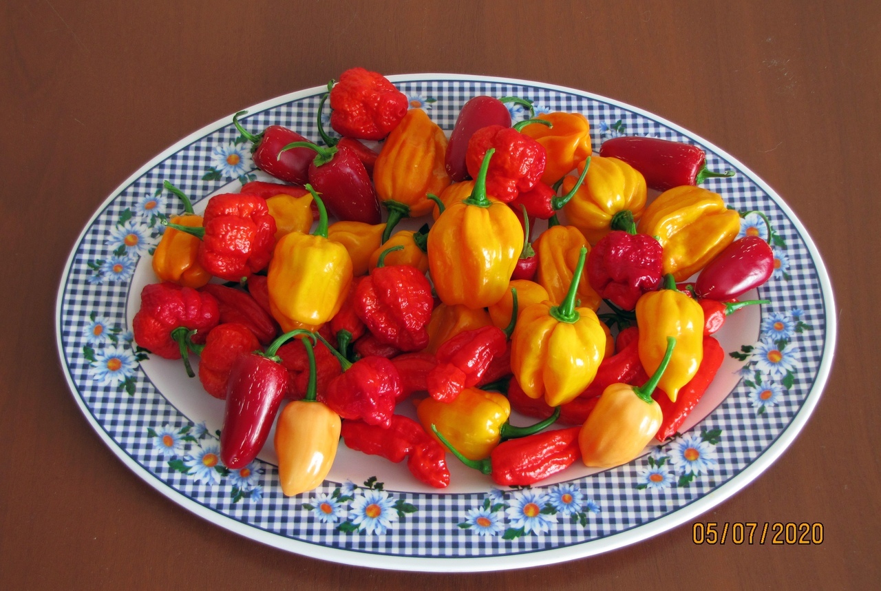 Coconut hydroponics. Hot peppers. Season 2020. No. 5. FINISH! - My, Pepper, Hot peppers, Pepper farming, Vegetable garden on the windowsill, Longpost