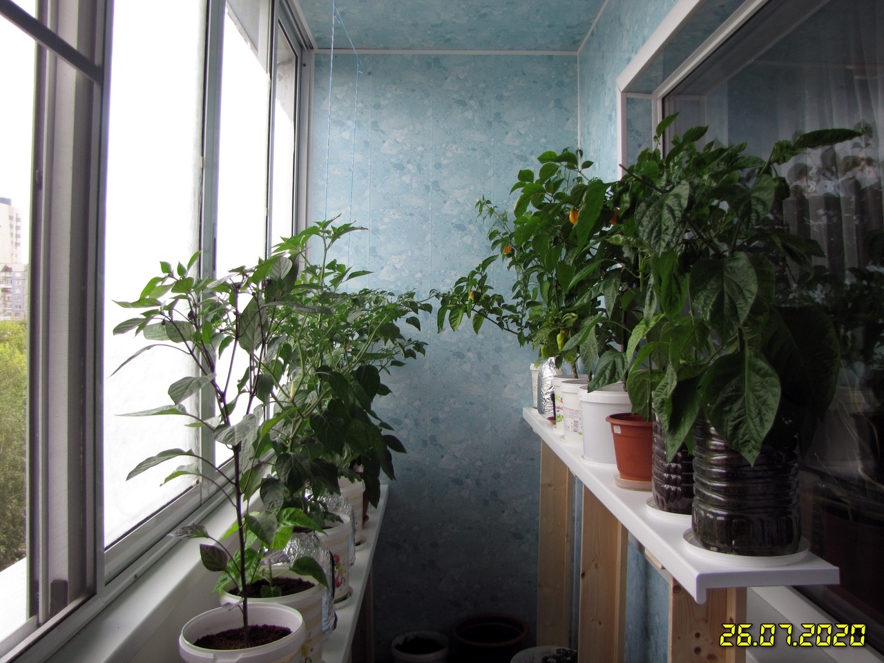 Coconut hydroponics. Hot peppers. Season 2020. No. 5. FINISH! - My, Pepper, Hot peppers, Pepper farming, Vegetable garden on the windowsill, Longpost