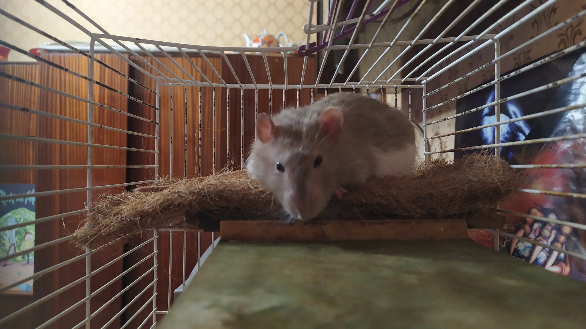 Rat everyday life #9 - My, Rat, Decorative rats, Animals, Milota, Longpost