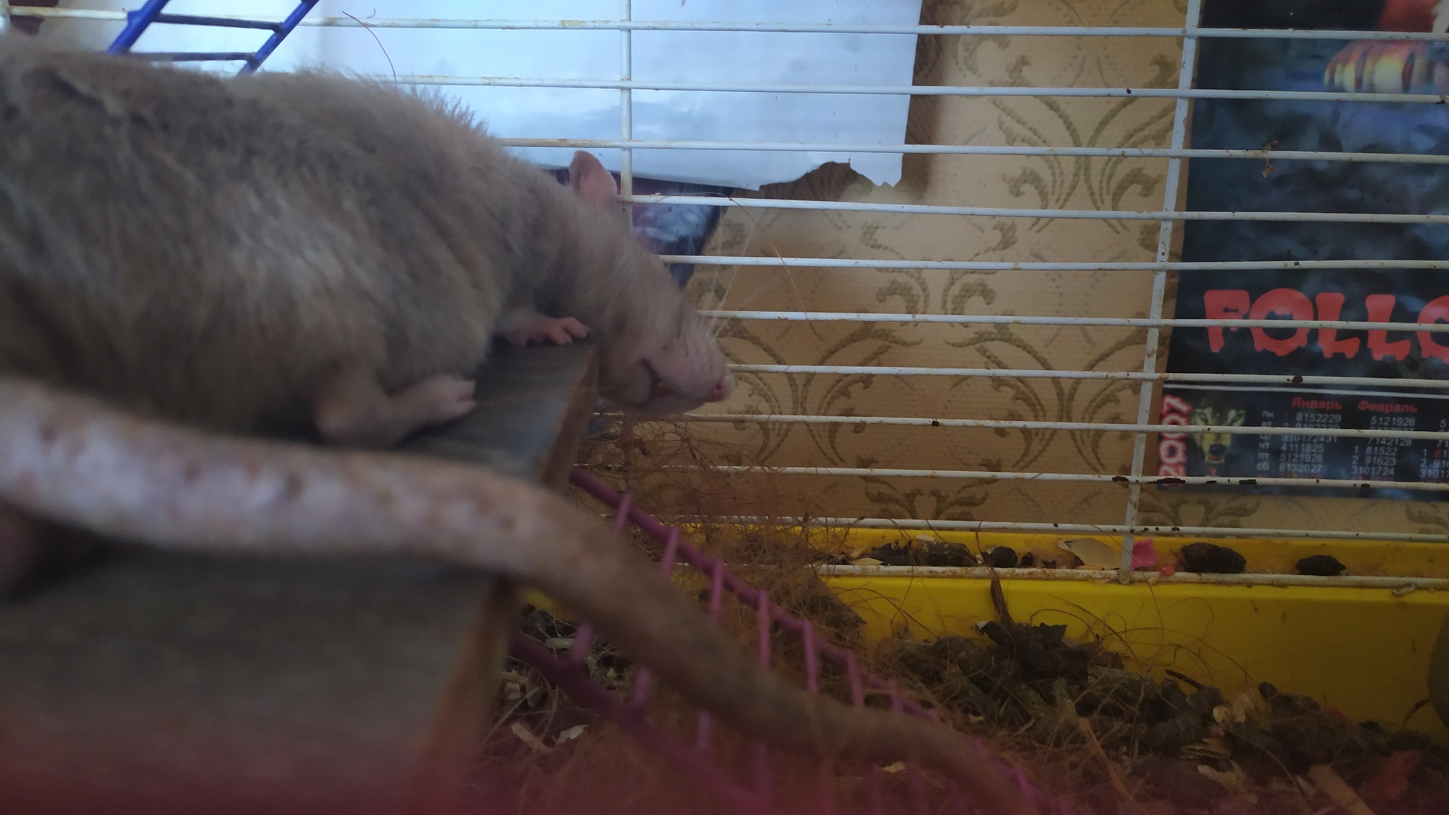 Rat everyday life #9 - My, Rat, Decorative rats, Animals, Milota, Longpost