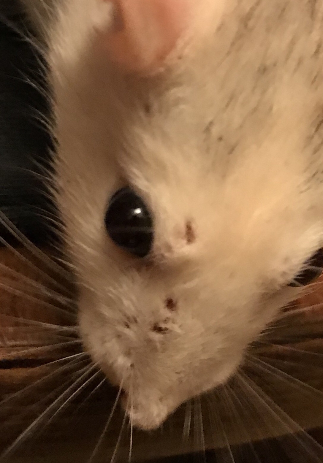 Help with advice - My, Rat, Decorative rats, Pets