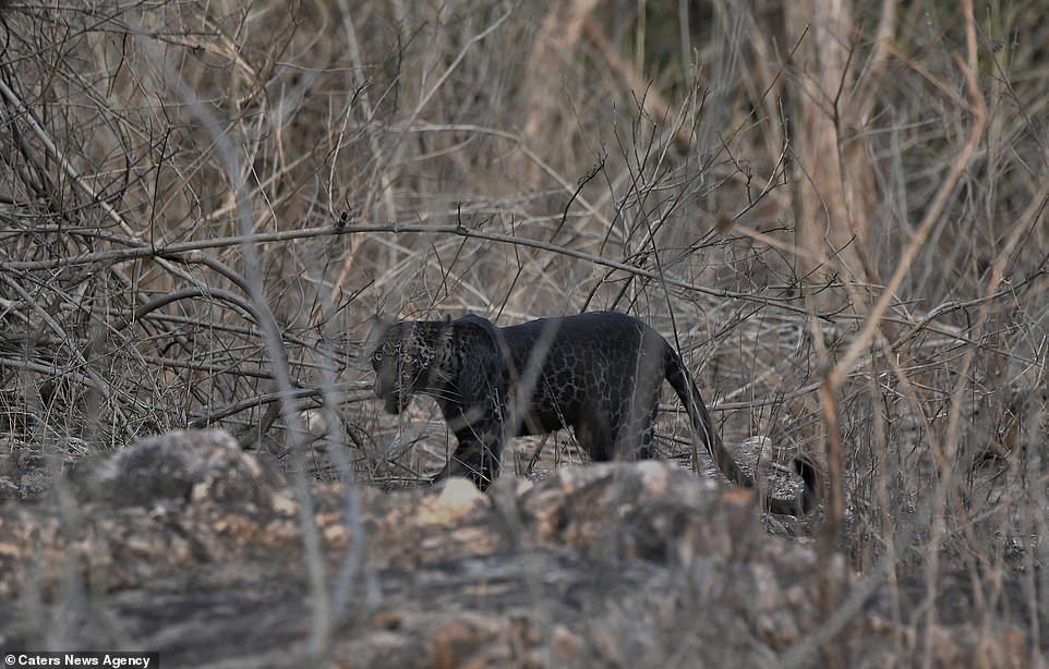 Rare black leopard - Leopard, Black, Longpost, The photo, Big cats, Wild animals, India, wildlife, Animals