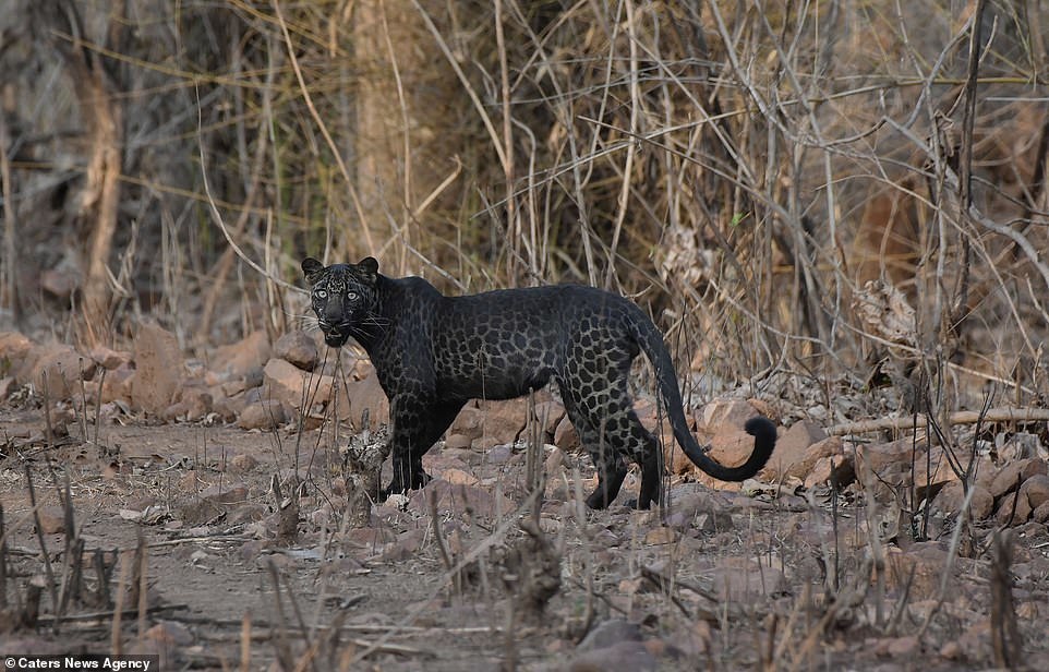 Rare black leopard - Leopard, Black, Longpost, The photo, Big cats, Wild animals, India, wildlife, Animals