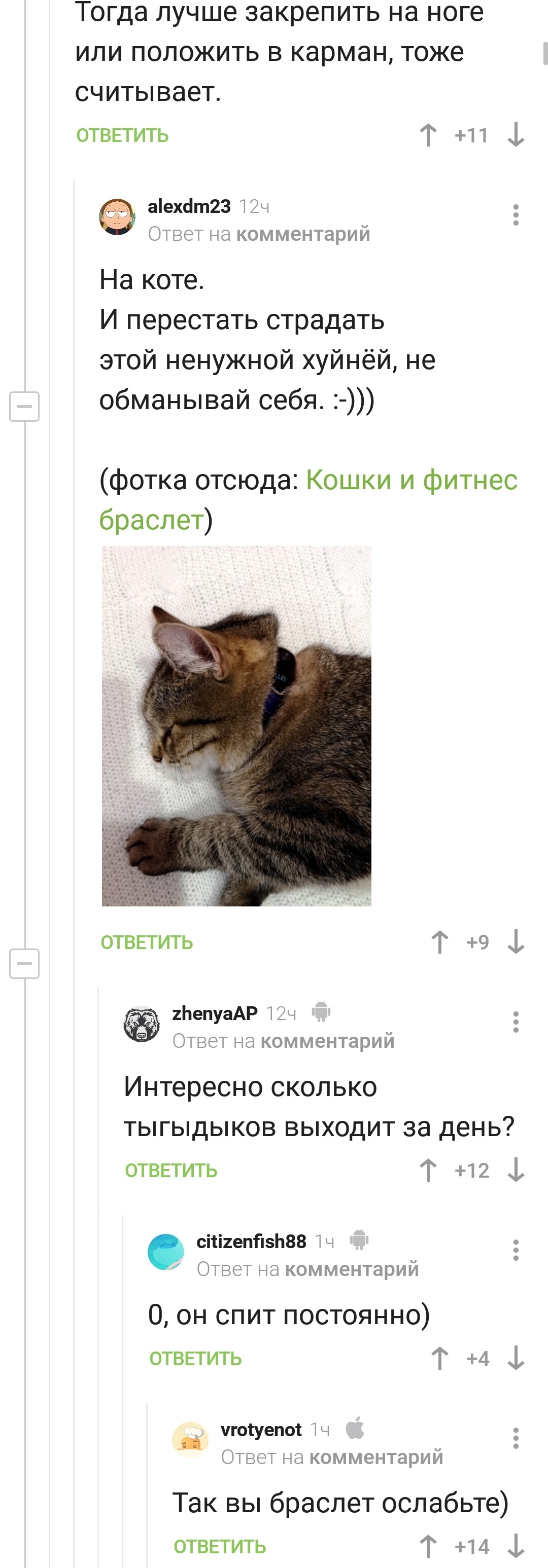 Фитнес кота | Пикабу