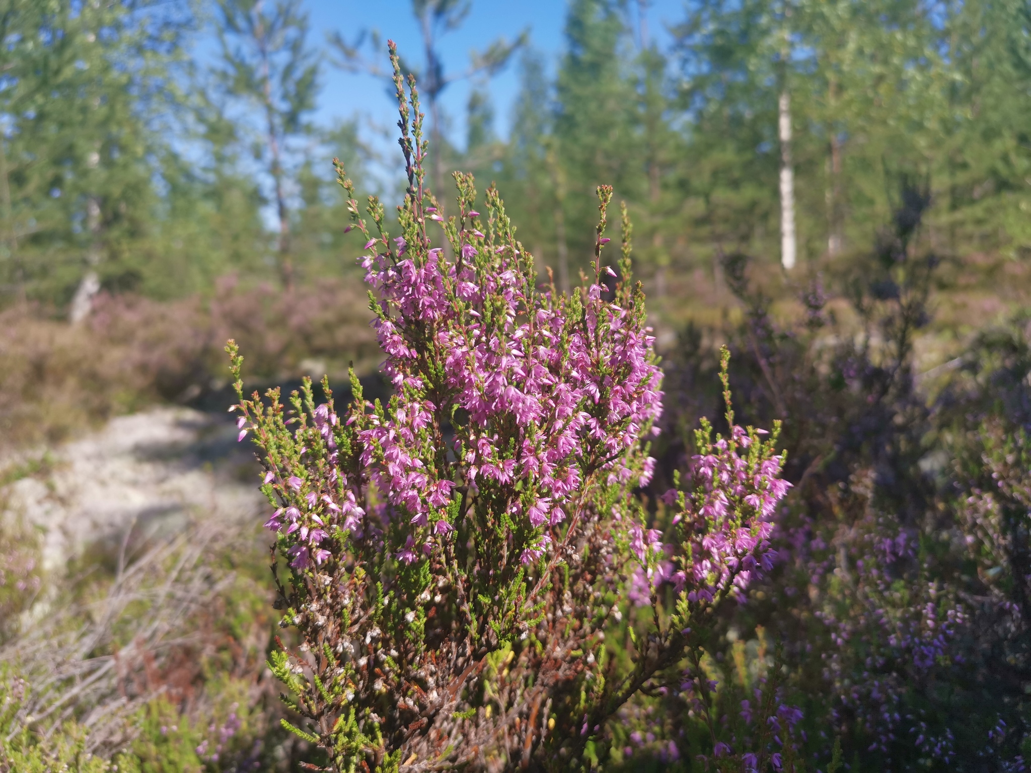 Lilac cloud - My, The photo, Mobile photography, Flowers, The nature of Russia