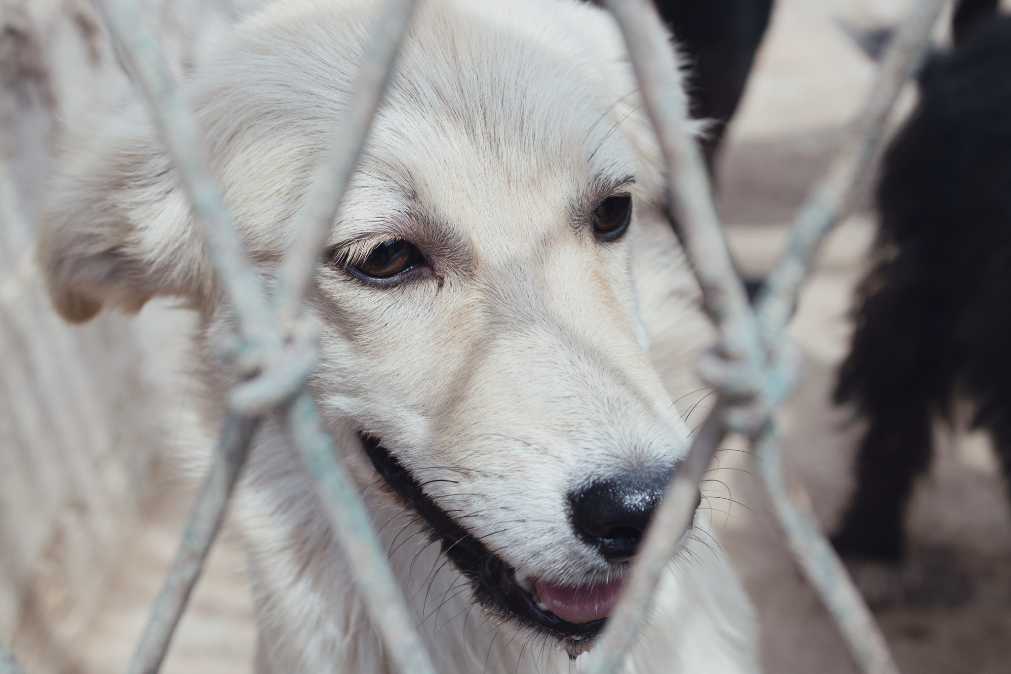 A day in the life of an animal shelter - Dog, Animal shelter, Volunteering, Charity, Volunteer stories, Longpost