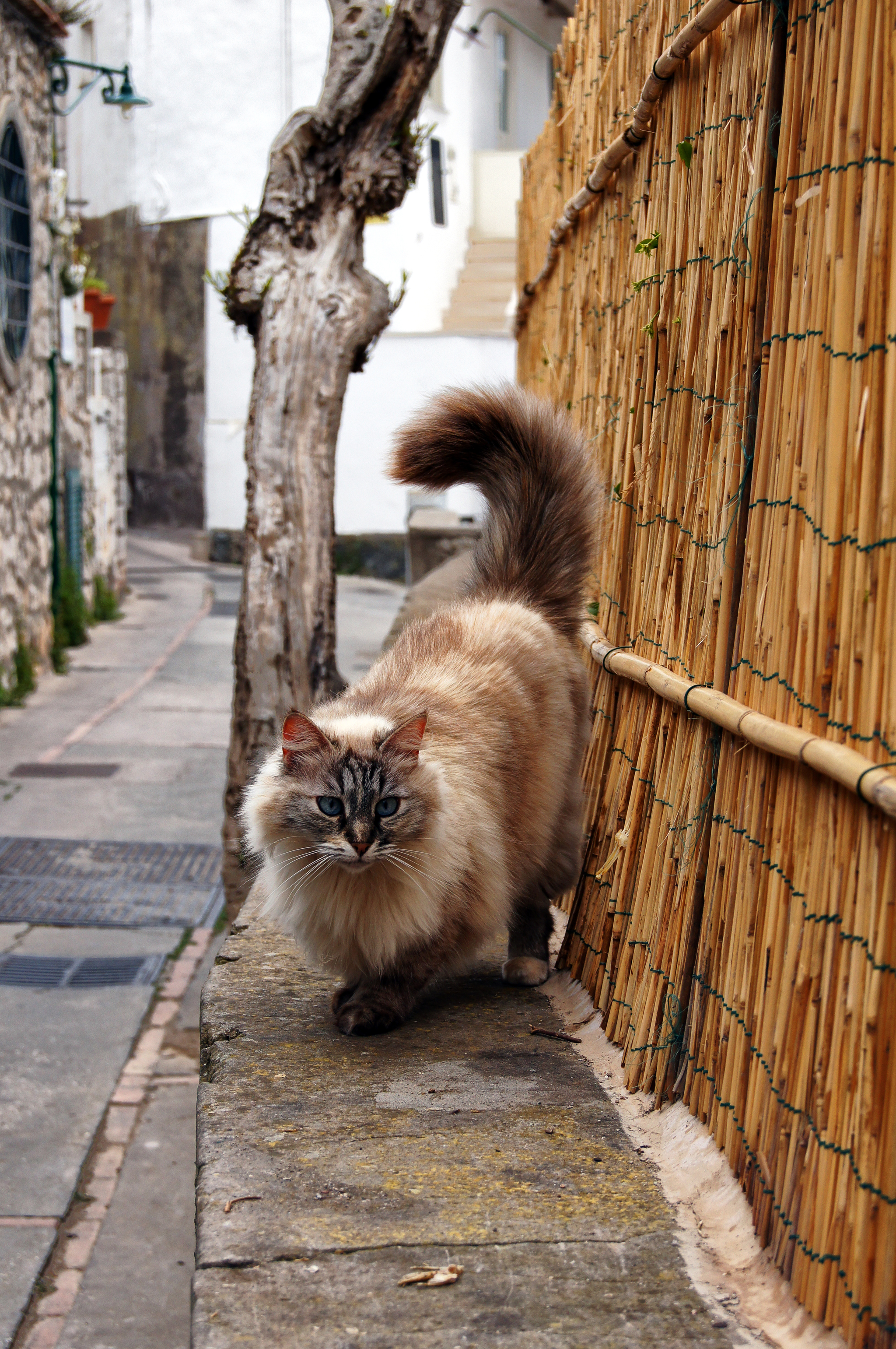 Italy, Naples, Episode 7. From Naples to the island of Capri - My, Italy, Naples, Capri, Travels, Europe, The photo, Longpost